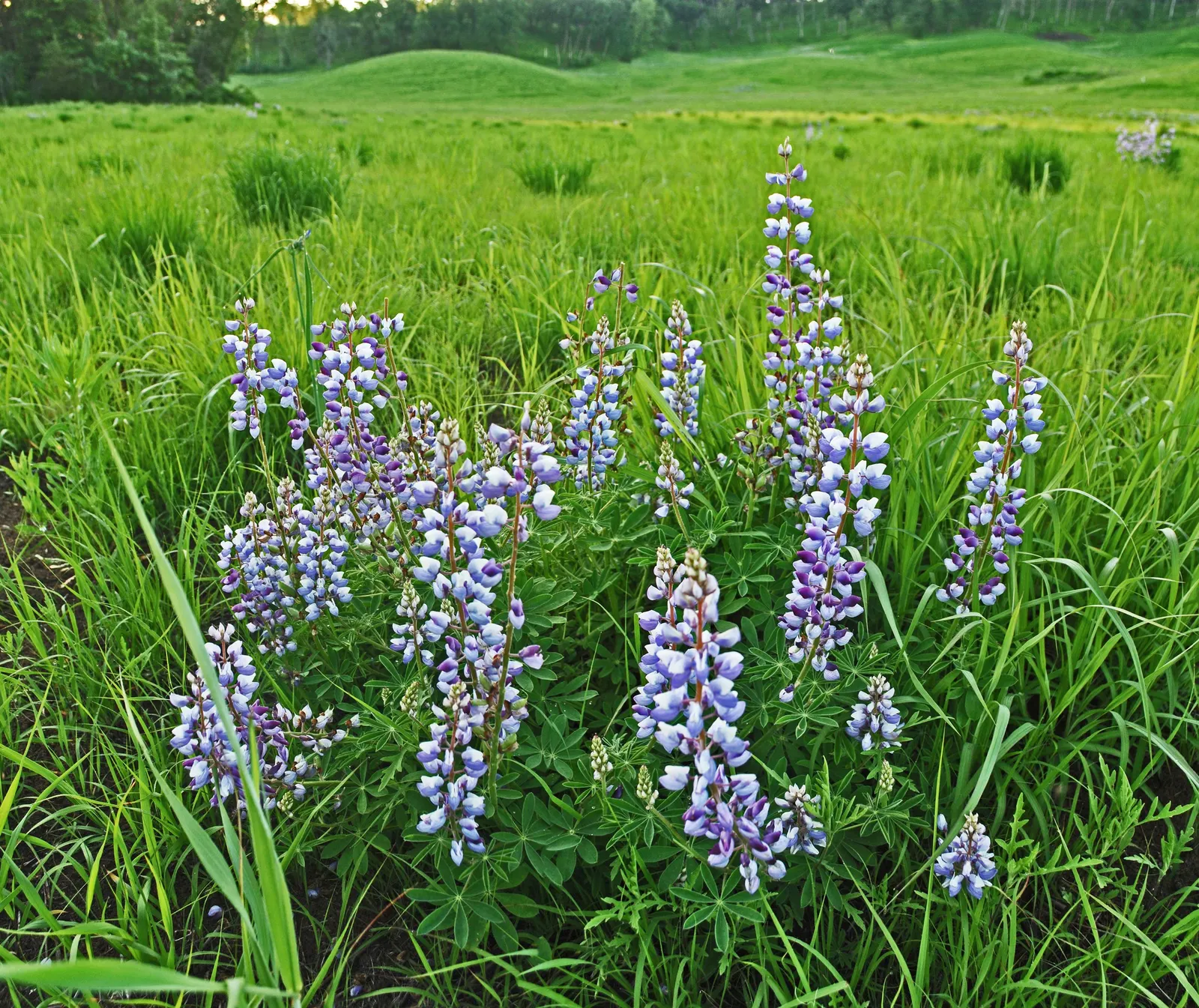 Wild Lupine (Lupinus Perennis) — The Wild Lupine (Lupinus perennis) is a perennial native boasting spires of vibrant blue to purple flowers, image 101