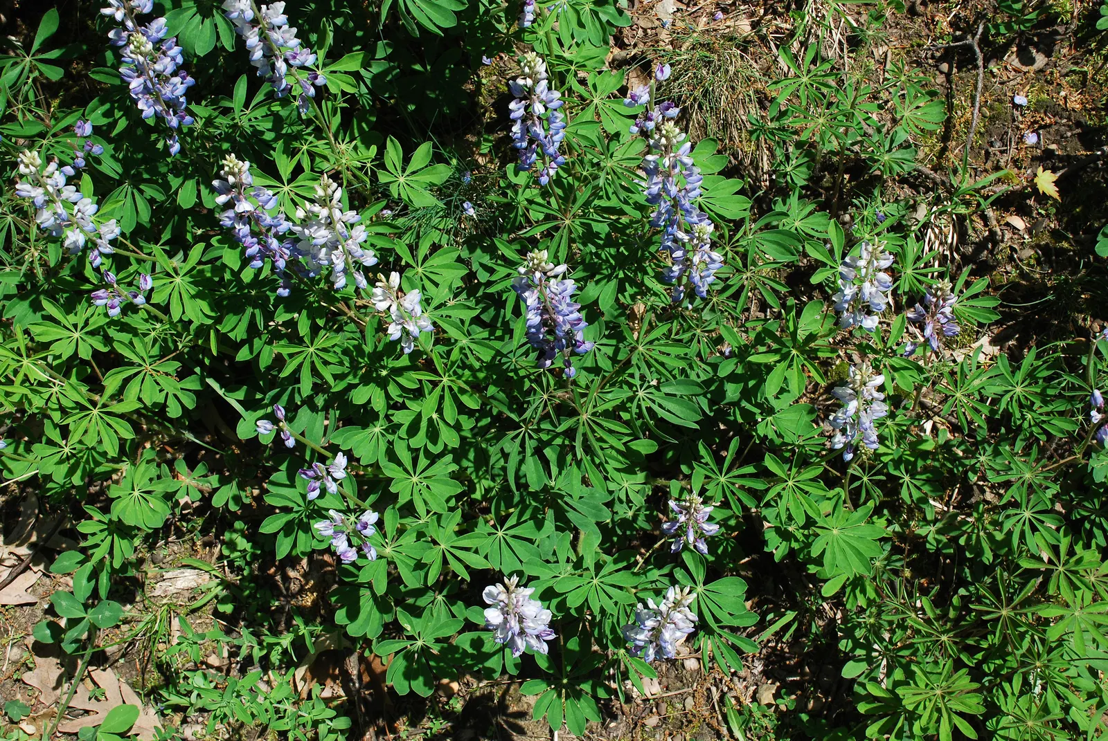 Wild Lupine (Lupinus Perennis) — It thrives in USDA Zones 3 to 8, reaching 1 to 2 feet in height, with a spread of up to 1.5 feet; it is well adapted to sandy