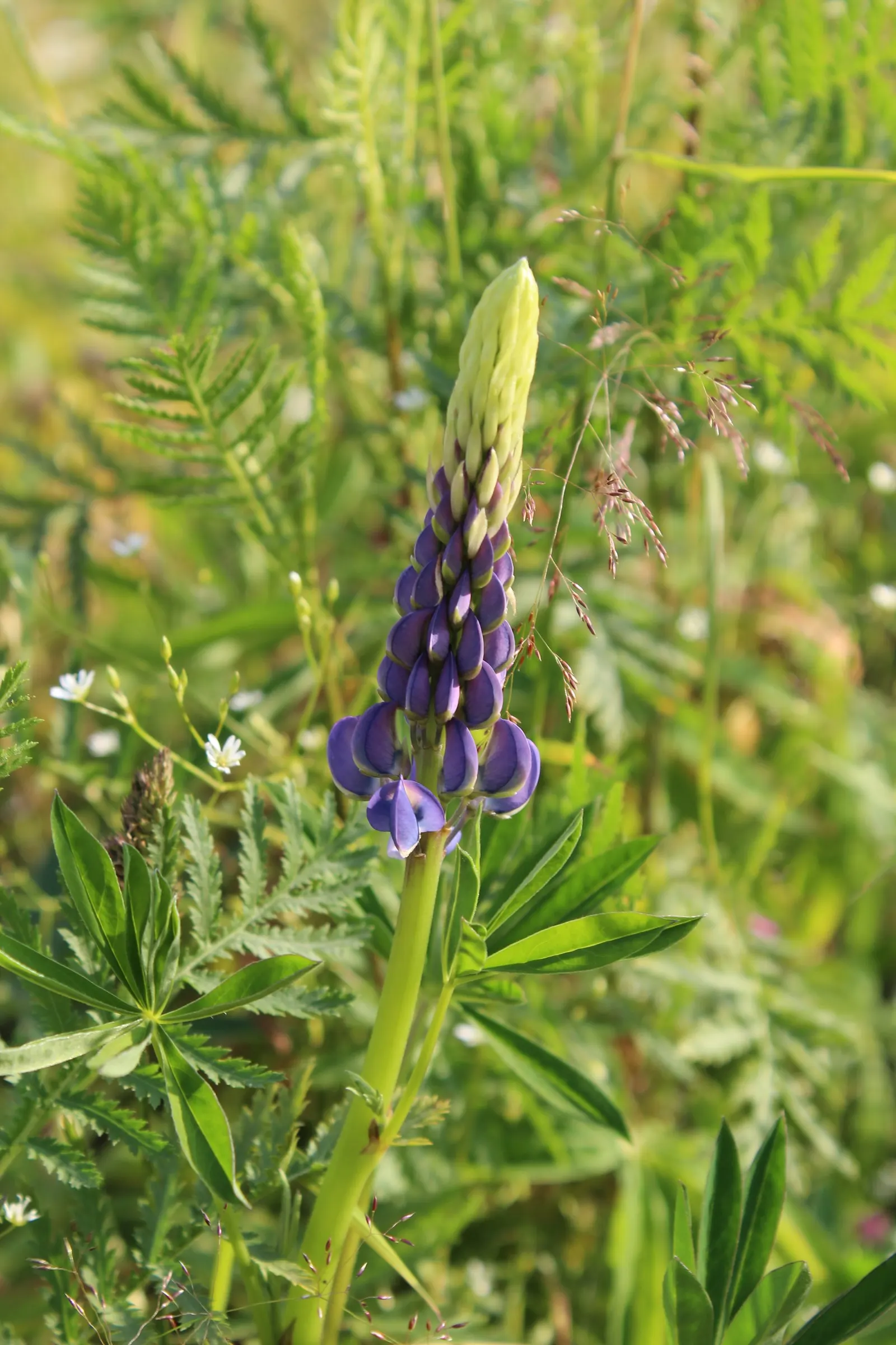 Wild Lupine (Lupinus Perennis) — It thrives in USDA Zones 3 to 8, reaching 1 to 2 feet in height, with a spread of up to 1.5 feet; it is well, image 102