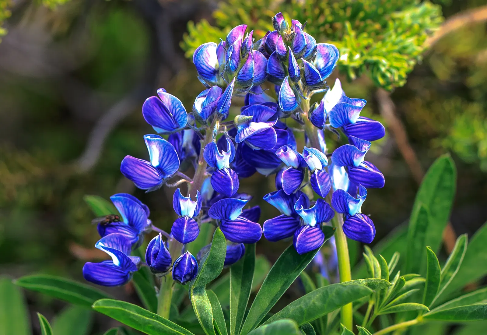 Wild Lupine (Lupinus Perennis) — perennial for full