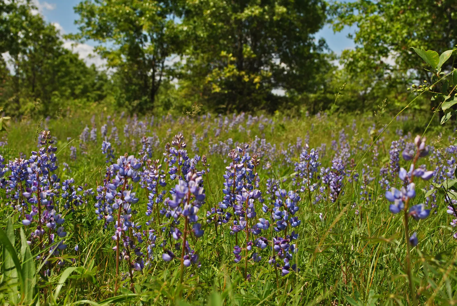 Wild Lupine (Lupinus Perennis) — Ideal for wildflower gardens, it attracts pollinators like bees and butterflies