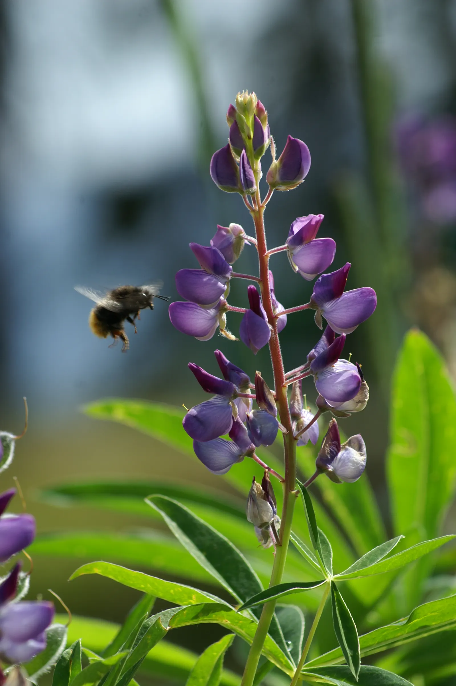 Wild Lupine (Lupinus Perennis) — While it is drought tolerant once established