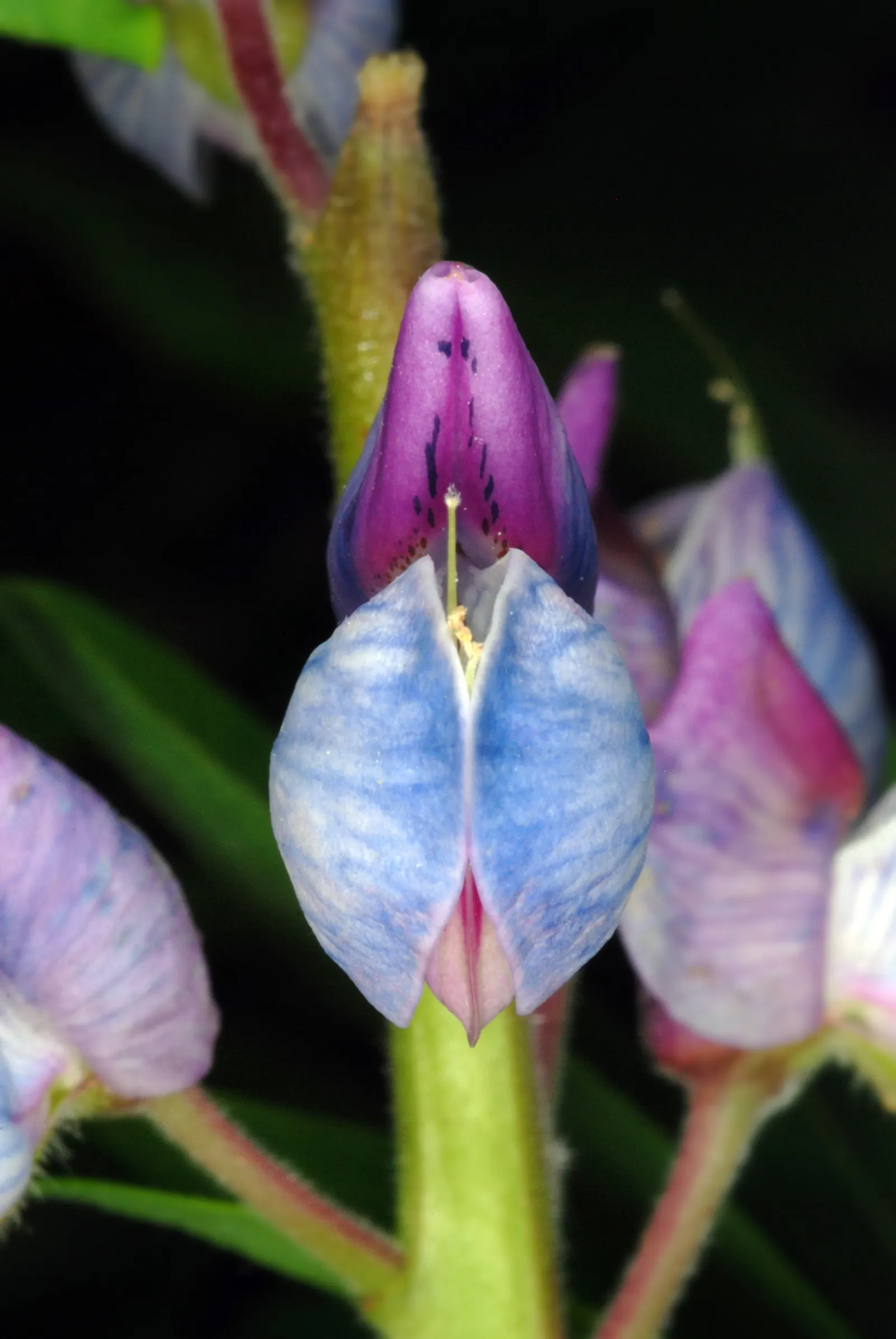 Wild Lupine (Lupinus Perennis) — While it is drought tolerant once established; the Wild Lupine (Lupinus perennis) is a perennial native boasting, image 92