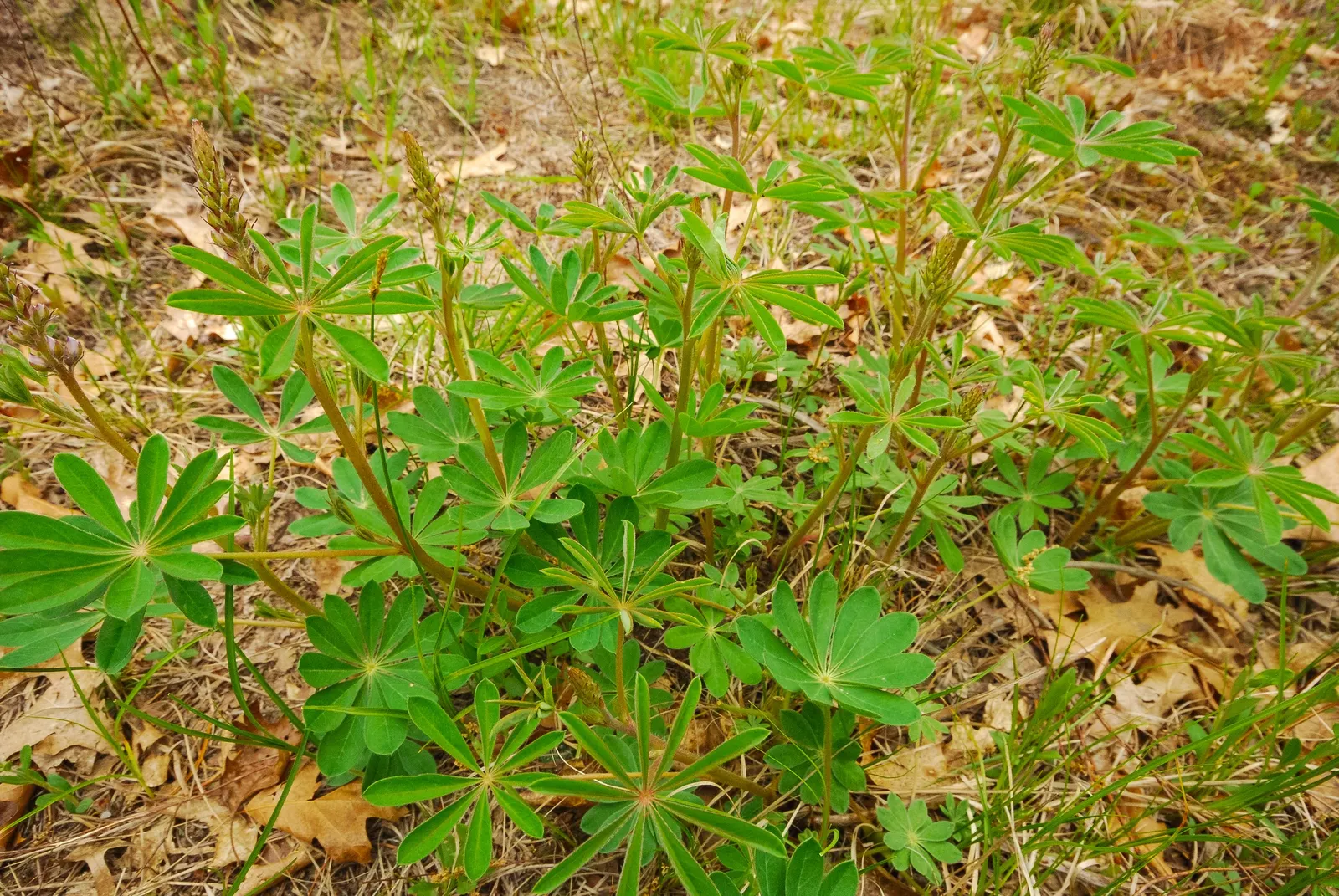 Wild Lupine (Lupinus Perennis) — beneficial for restoration projects; ideal for wildflower gardens, it attracts pollinators like bees and, image 64