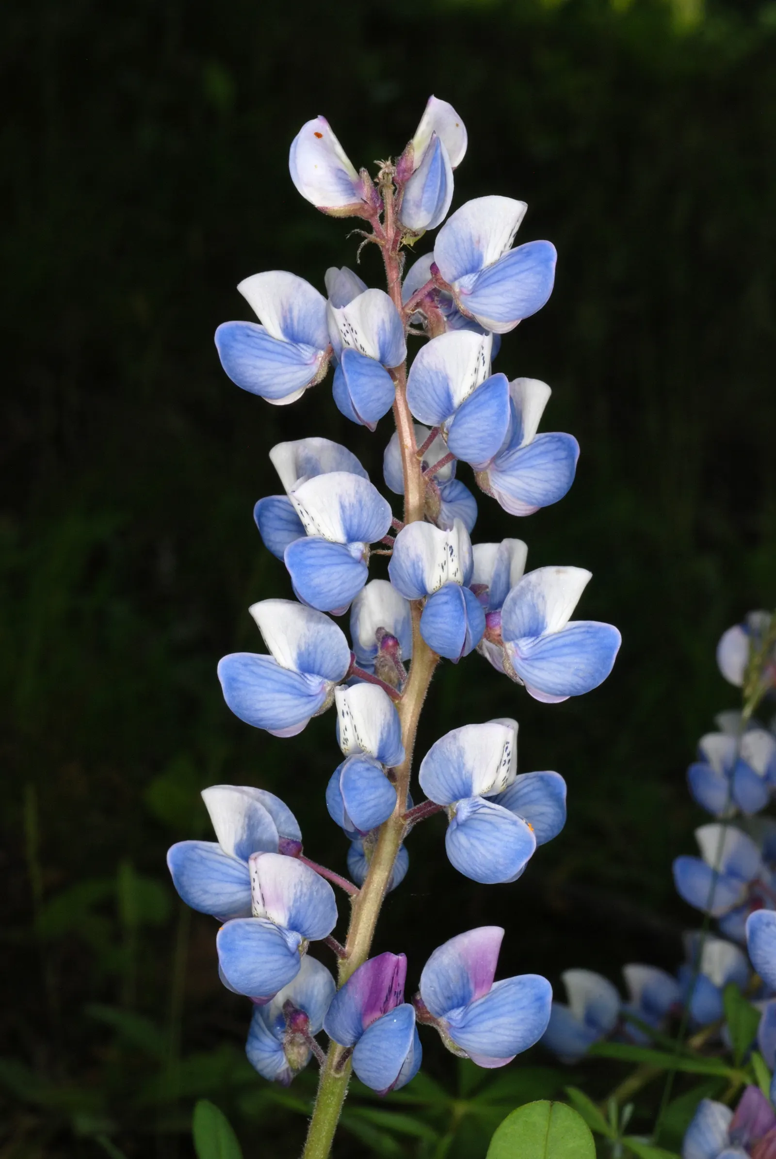 Wild Lupine (Lupinus Perennis) — As a native North American plant; its caterpillars feed exclusively on the leaves of Wild Lupine, image 48