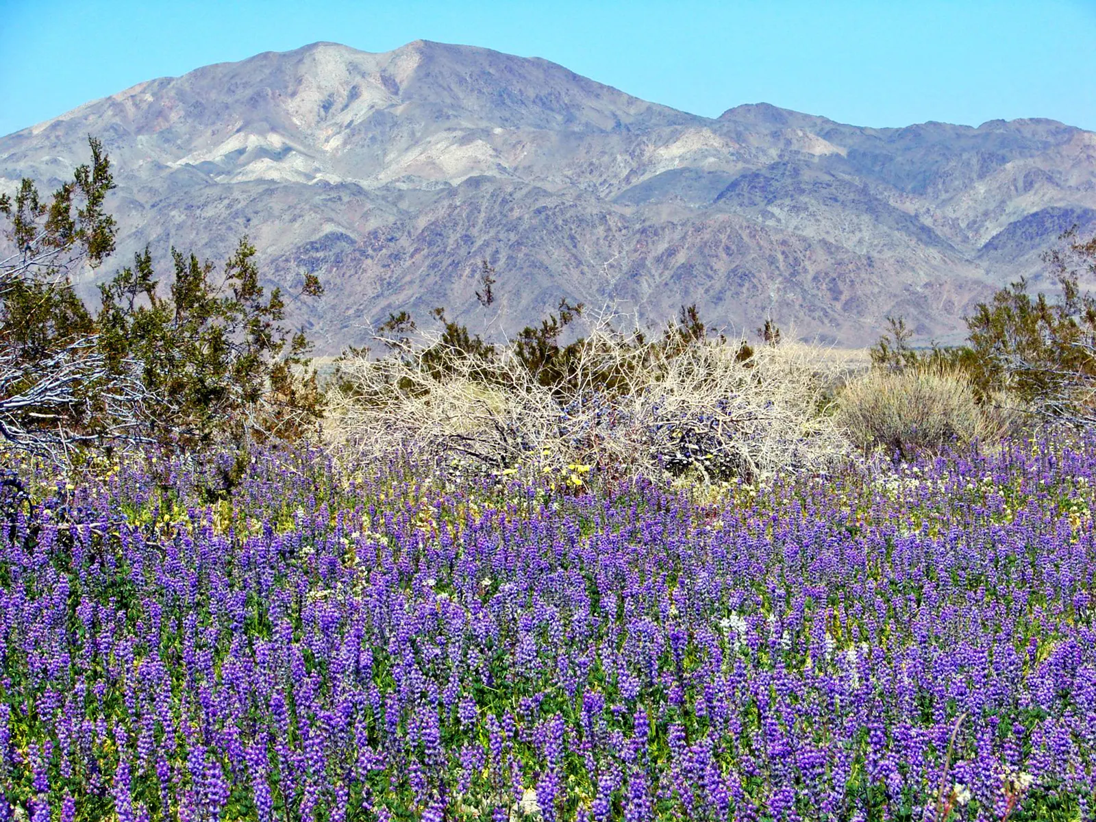 Wild Lupine (Lupinus Perennis) — It is well adapted to sandy or well-drained soils with a slight acidity, ideal pH ranging from 6.0 to 7.0; making, image 71