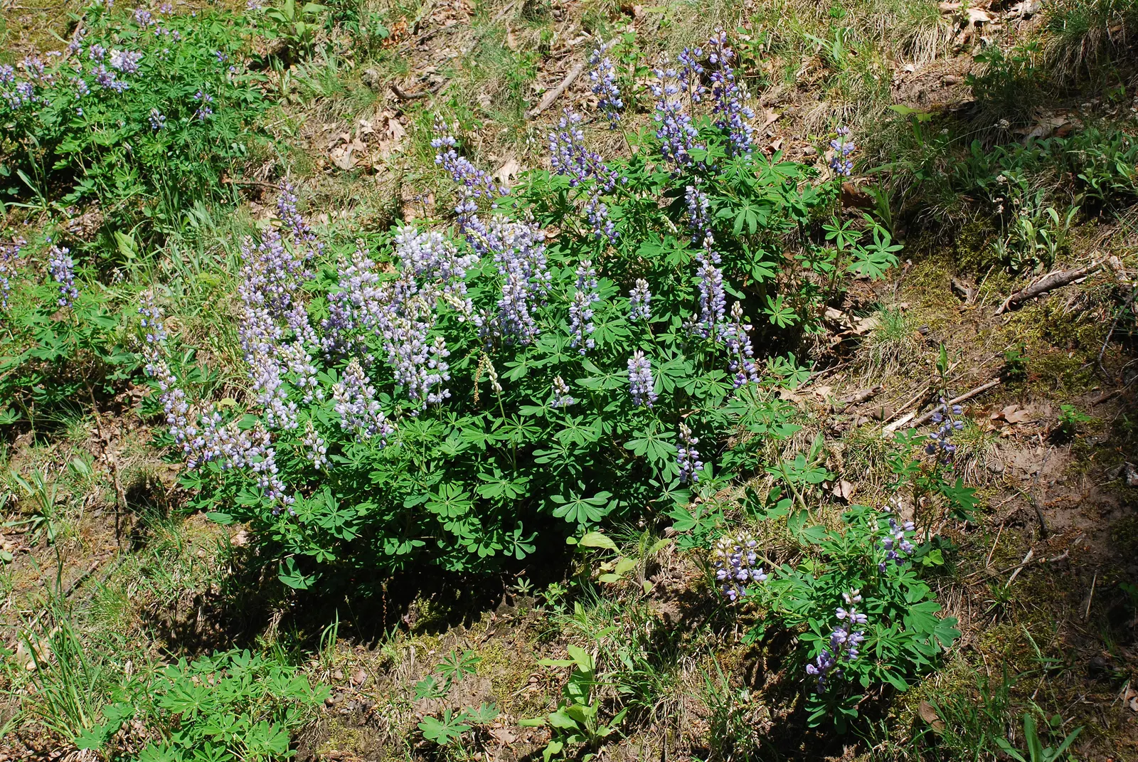 Wild Lupine (Lupinus Perennis) — its deep taproot system allows it to tolerate poor soils and also makes it less suitable for transplanting, image 56