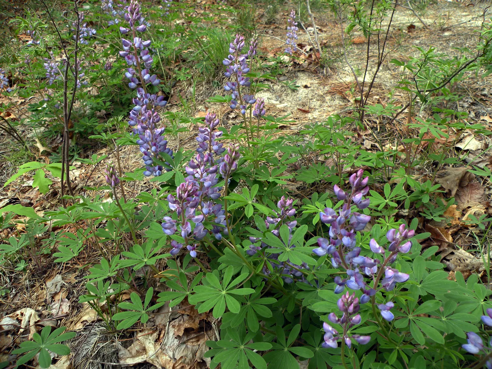 Wild Lupine (Lupinus Perennis) — This sun-loving legume prefers well-drained; purple flowers in the garden, image 63