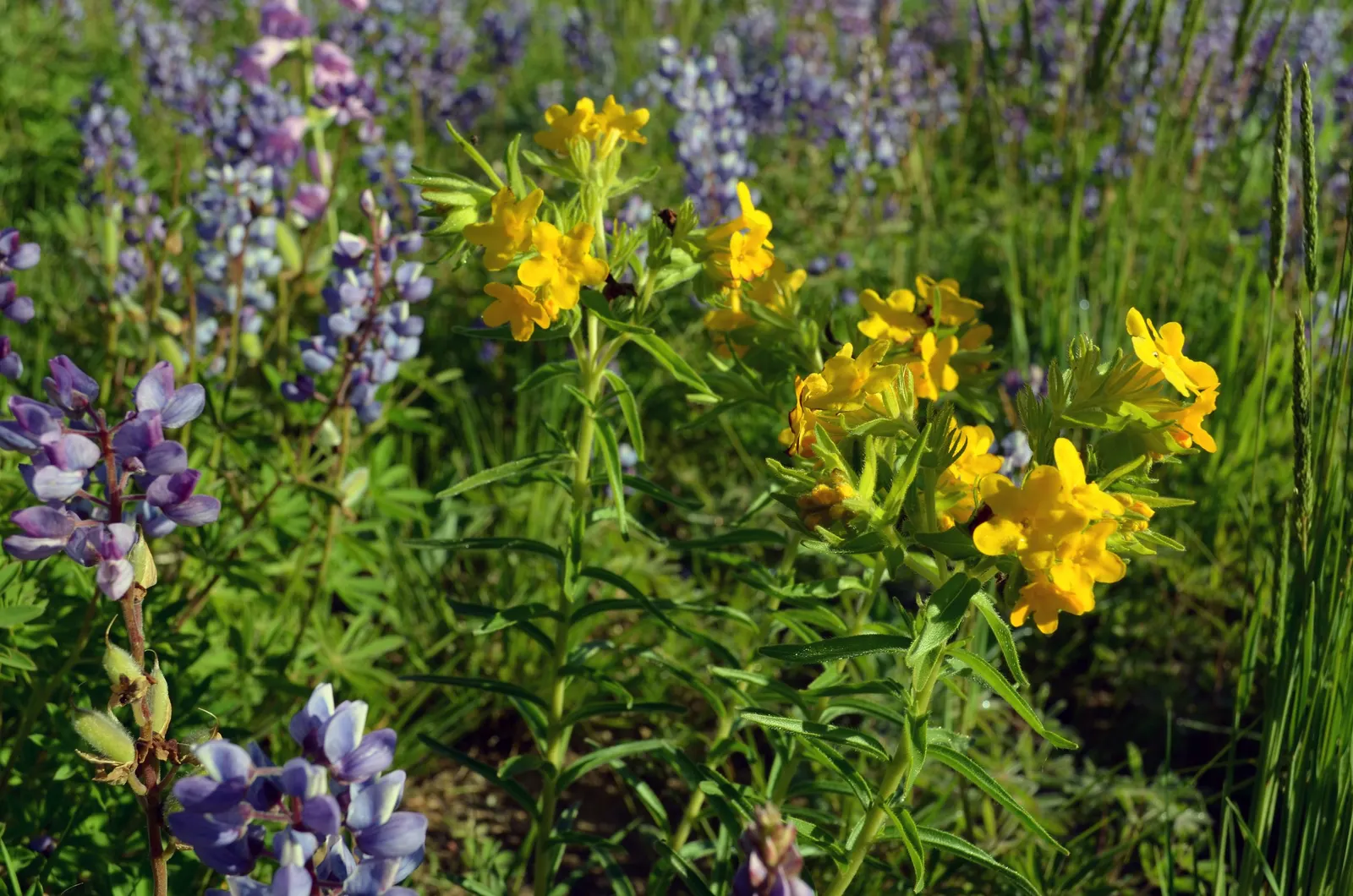 Wild Lupine (Lupinus Perennis) — so careful initial placement is a must; its deep taproot system allows it to tolerate poor soils and also makes it, image 97