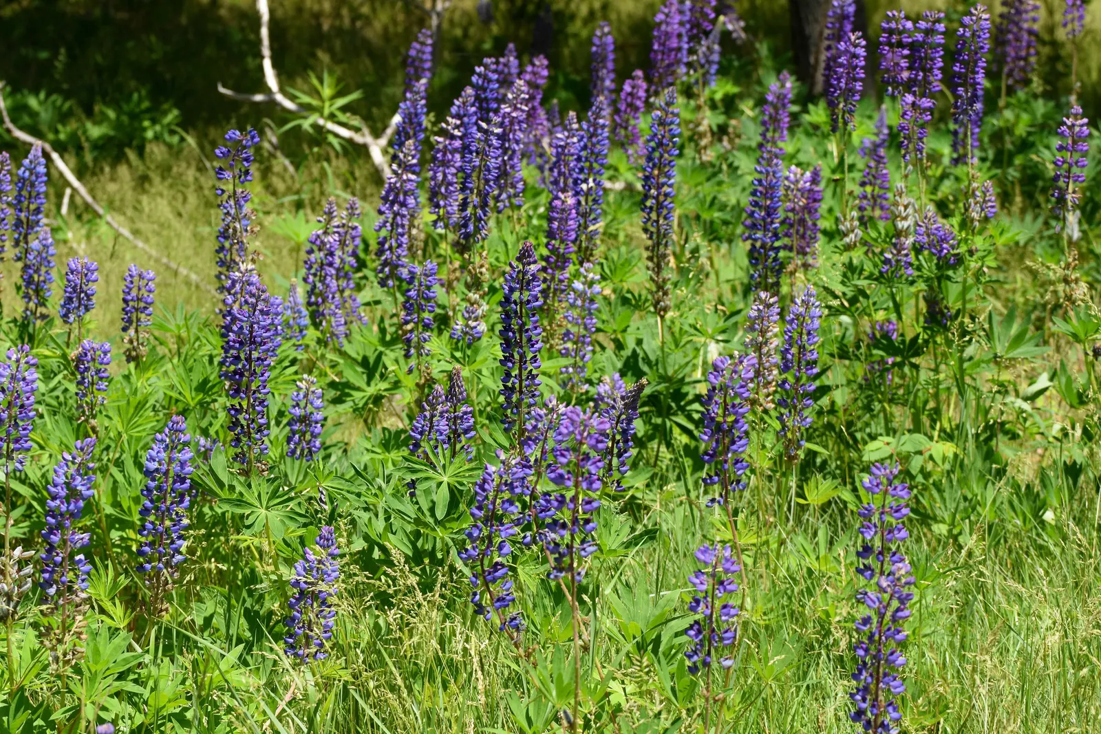 Wild Lupine (Lupinus Perennis) — As a native North American plant; its caterpillars feed exclusively on the leaves of Wild Lupine