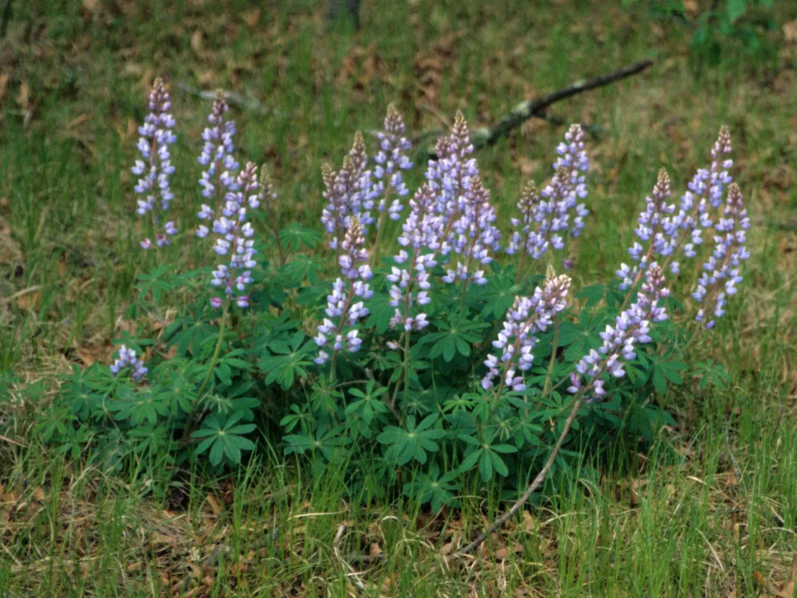 Wild Lupine (Lupinus Perennis) — its deep taproot system allows it to tolerate poor soils and also makes it less suitable for transplanting, image 76
