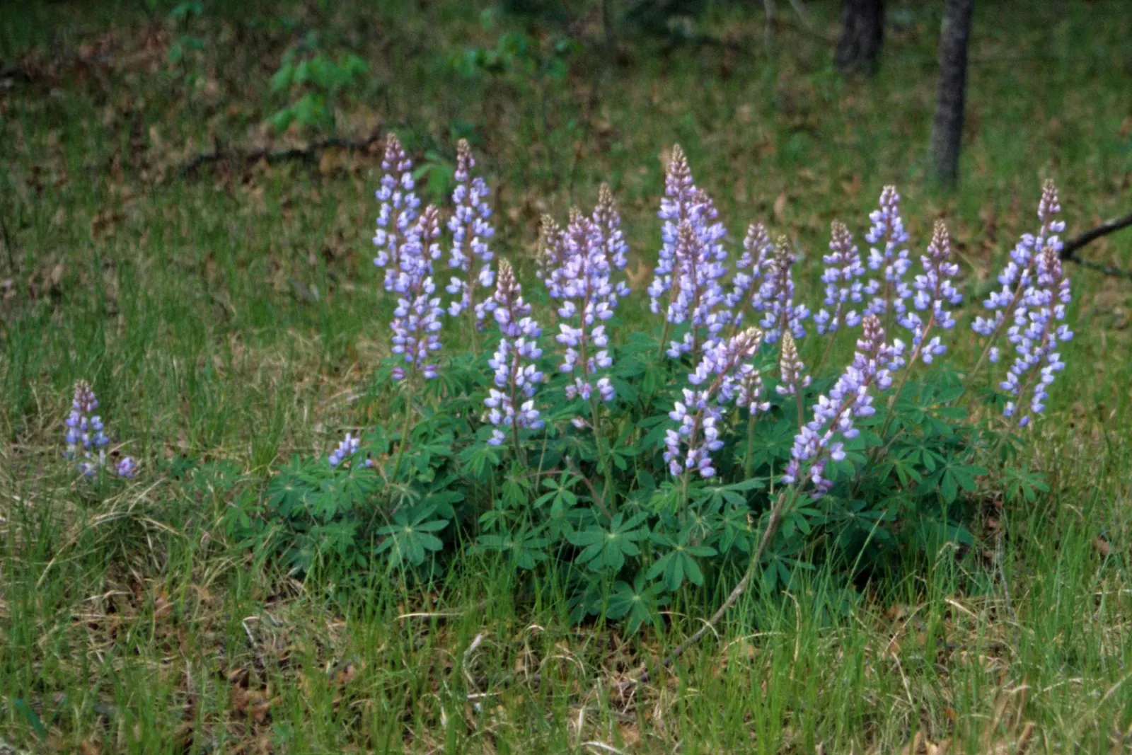 Wild Lupine (Lupinus Perennis) — Adding a layer of mulch around the base can help keep the soil moist and cool