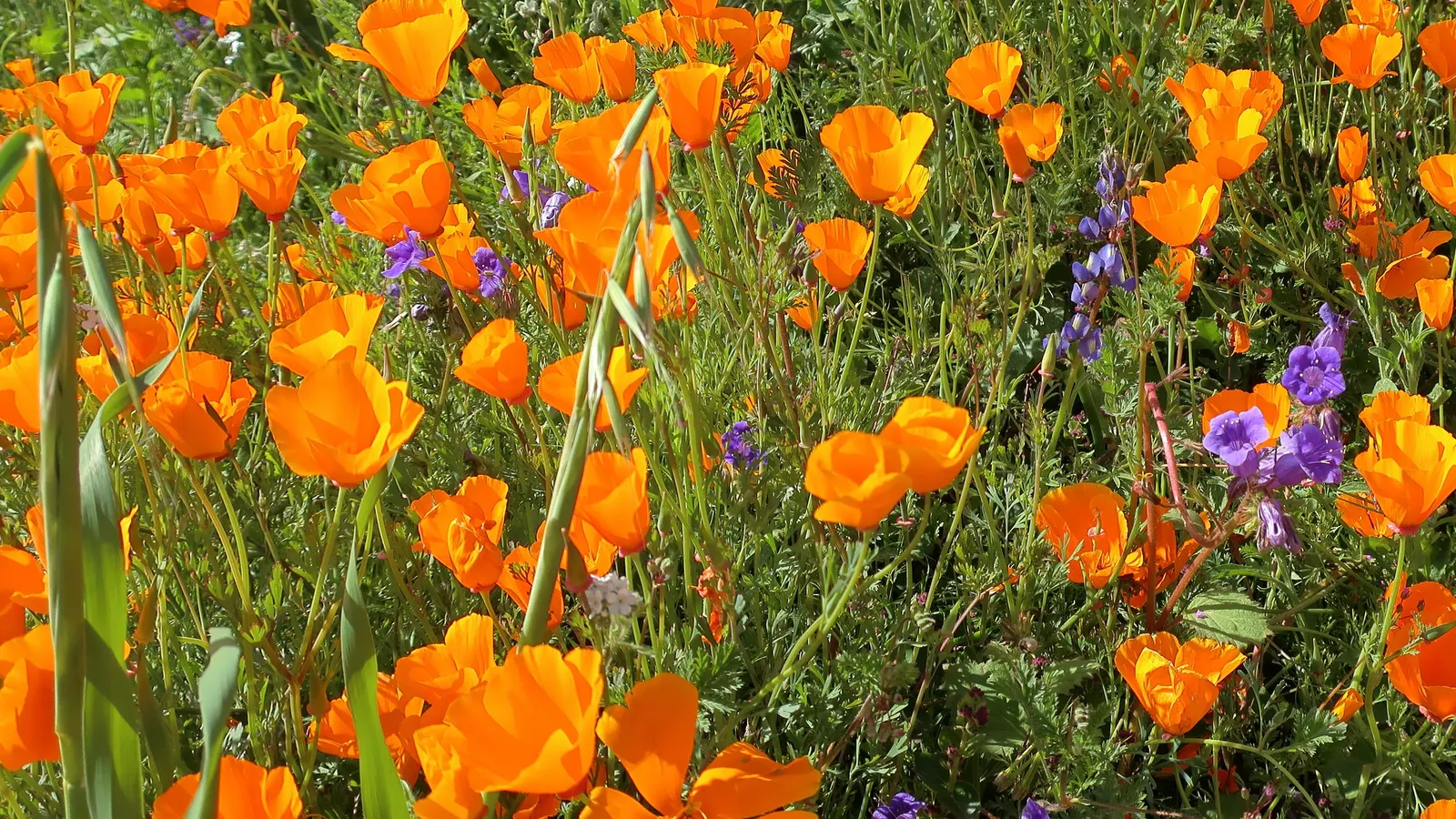 Wild Lupine (Lupinus Perennis) — As a native North American plant; its caterpillars feed exclusively on the leaves of Wild Lupine, image 68
