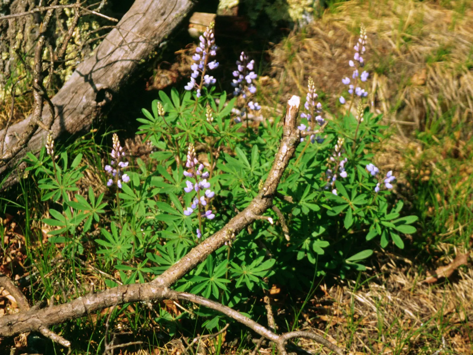 Wild Lupine (Lupinus Perennis) — As a native North American plant