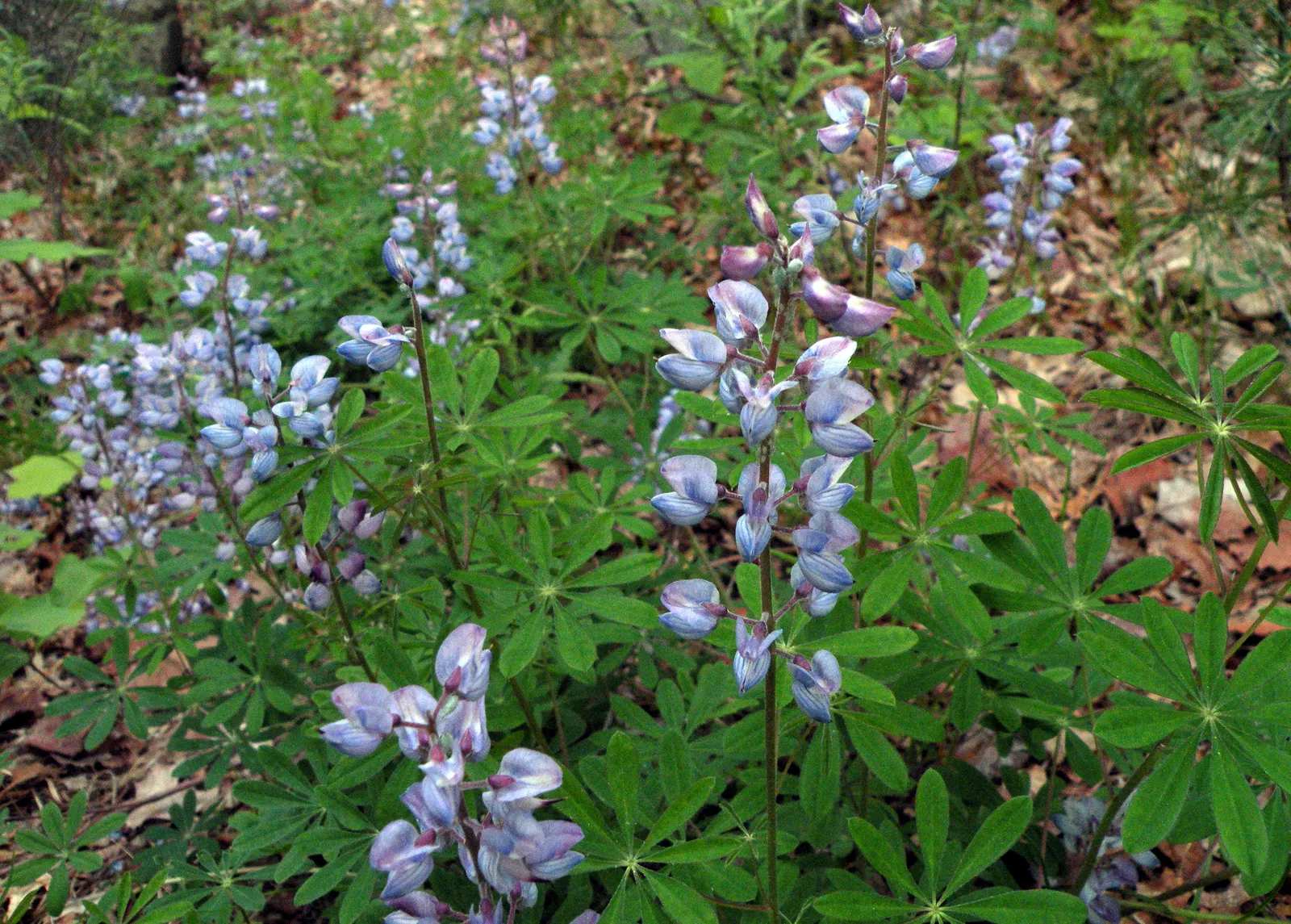 Wild Lupine (Lupinus Perennis) — making it an invaluable species for biodiversity in your garden; adding a layer of mulch around the base can help, image 54