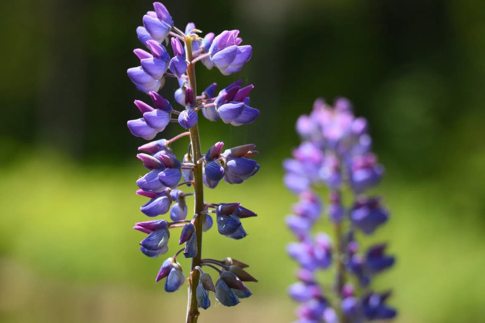 Wild Lupine (Lupinus Perennis) — Lupinus perennis features palmate leaves composed of 8 to 10 leaflets radiating from a central point