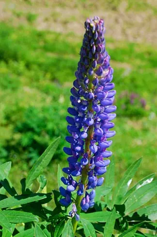 Wild Lupine (Lupinus Perennis) — It is well adapted to sandy or well-drained soils with a slight acidity, ideal pH ranging from 6.0 to 7.0; making, image 91
