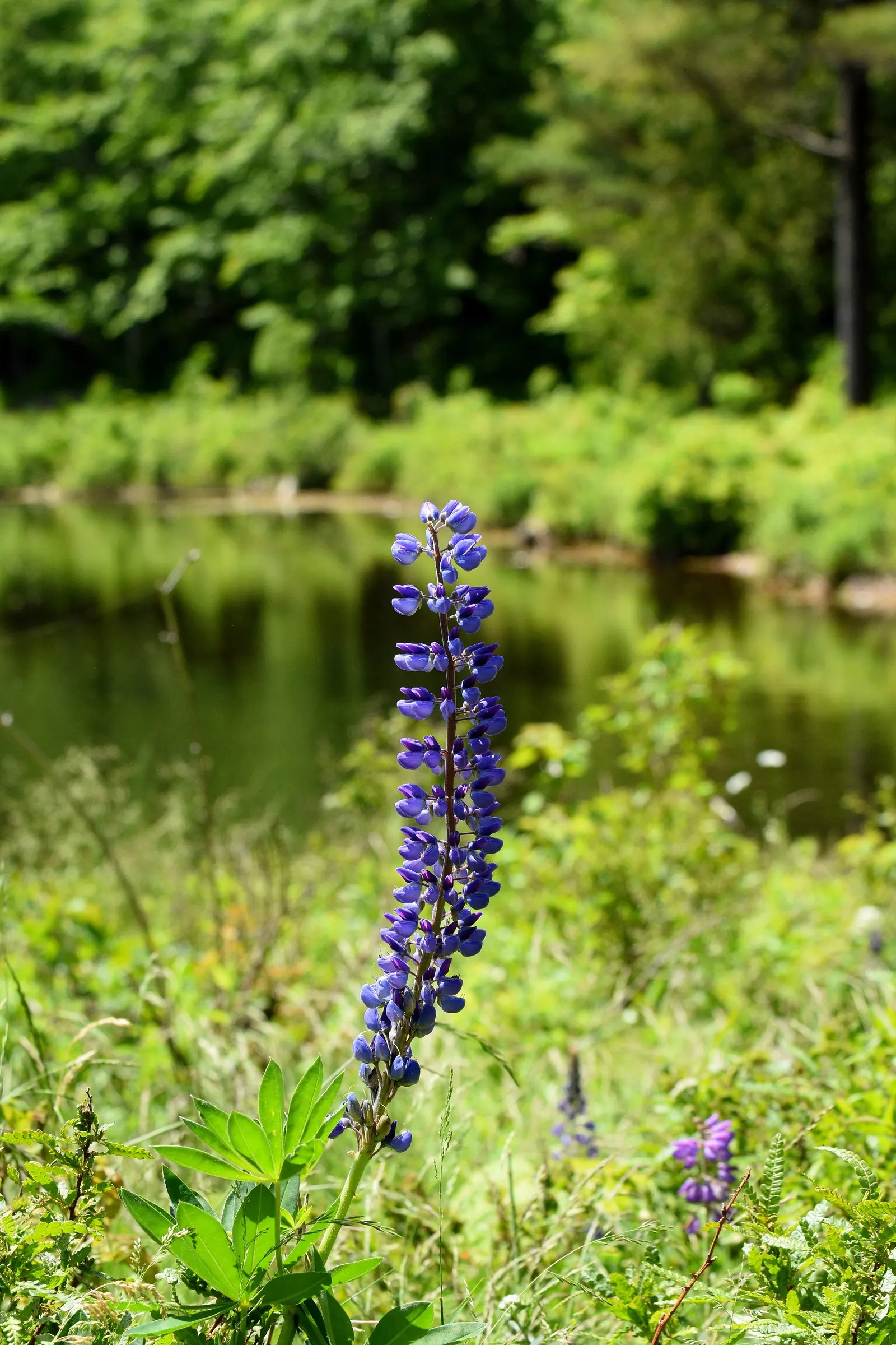 Wild Lupine (Lupinus Perennis) — Blooms appear from late spring to early summer; perennial with purple blooms, image 86