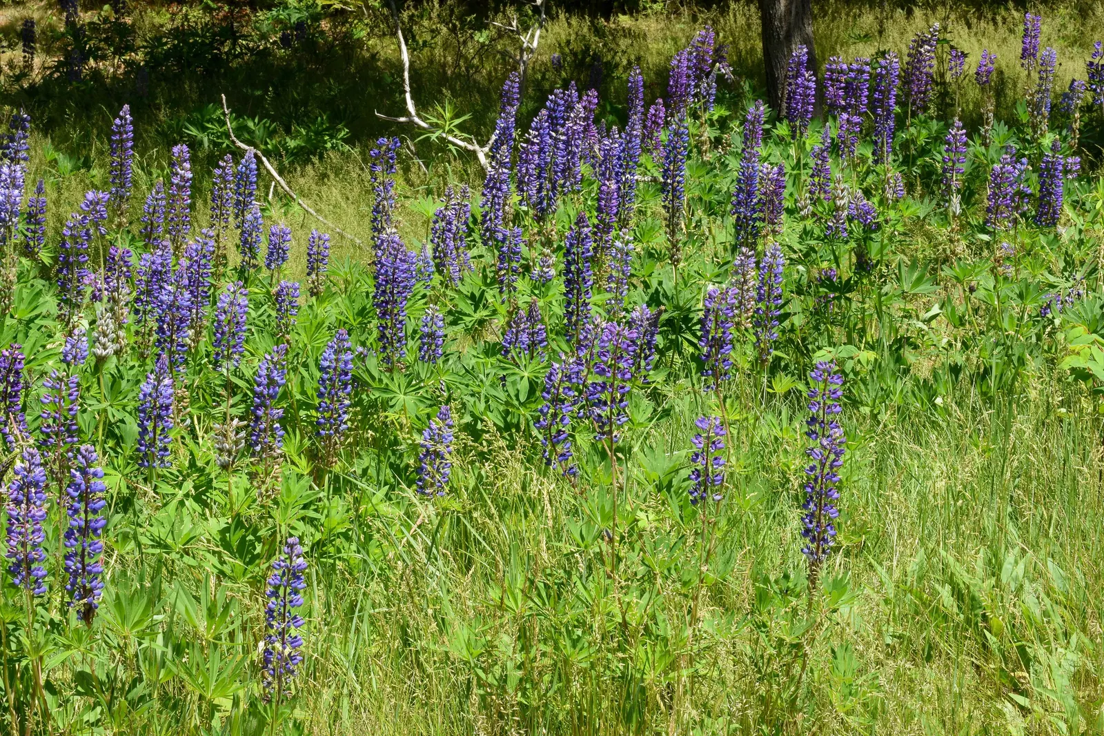 Wild Lupine (Lupinus Perennis) — its deep taproot system allows it to tolerate poor soils and also makes it less suitable for transplanting; lupinus perennis
