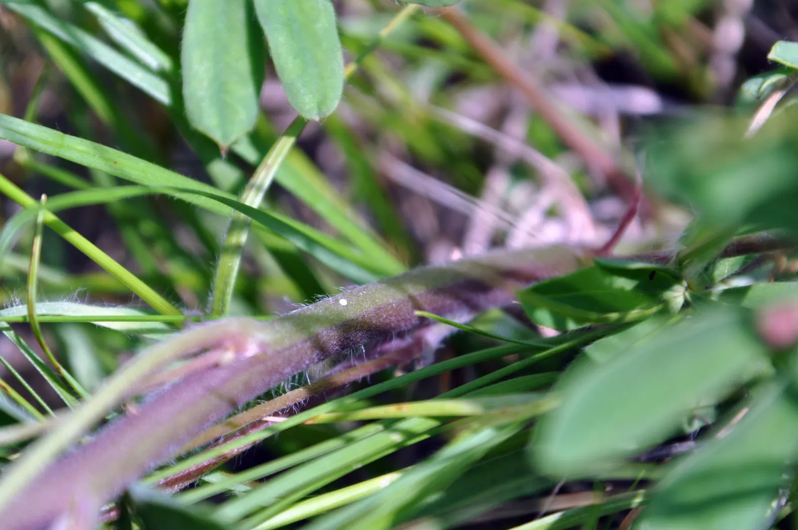 Wild Lupine (Lupinus Perennis) — scientifically termed Lupinus perennis