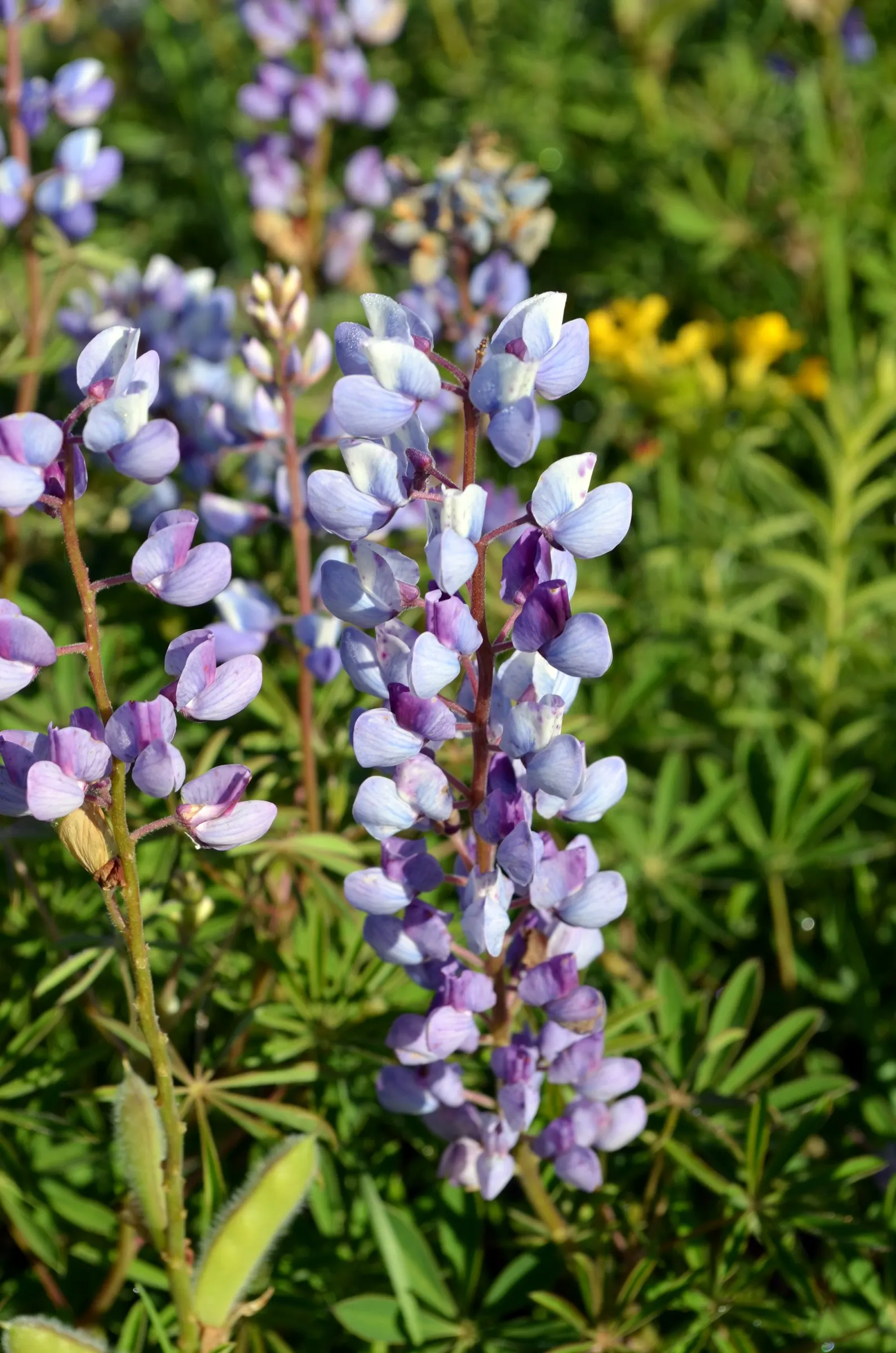 Wild Lupine (Lupinus Perennis) — It thrives in USDA Zones 3 to 8, reaching 1 to 2 feet in height, with a spread of up to 1.5 feet; it is well, image 82