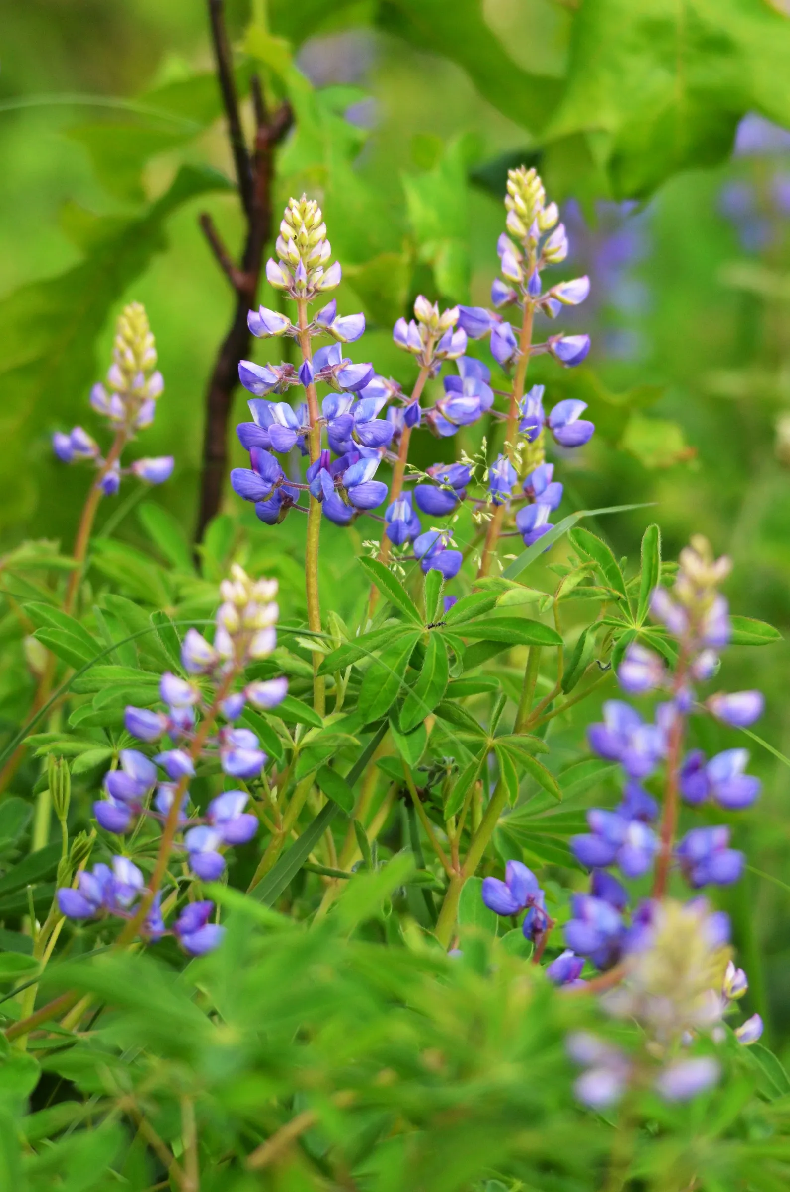 Wild Lupine (Lupinus Perennis) — Adding a layer of mulch around the base can help keep the soil moist and cool; it thrives in USDA Zones 3 to 8, image 75