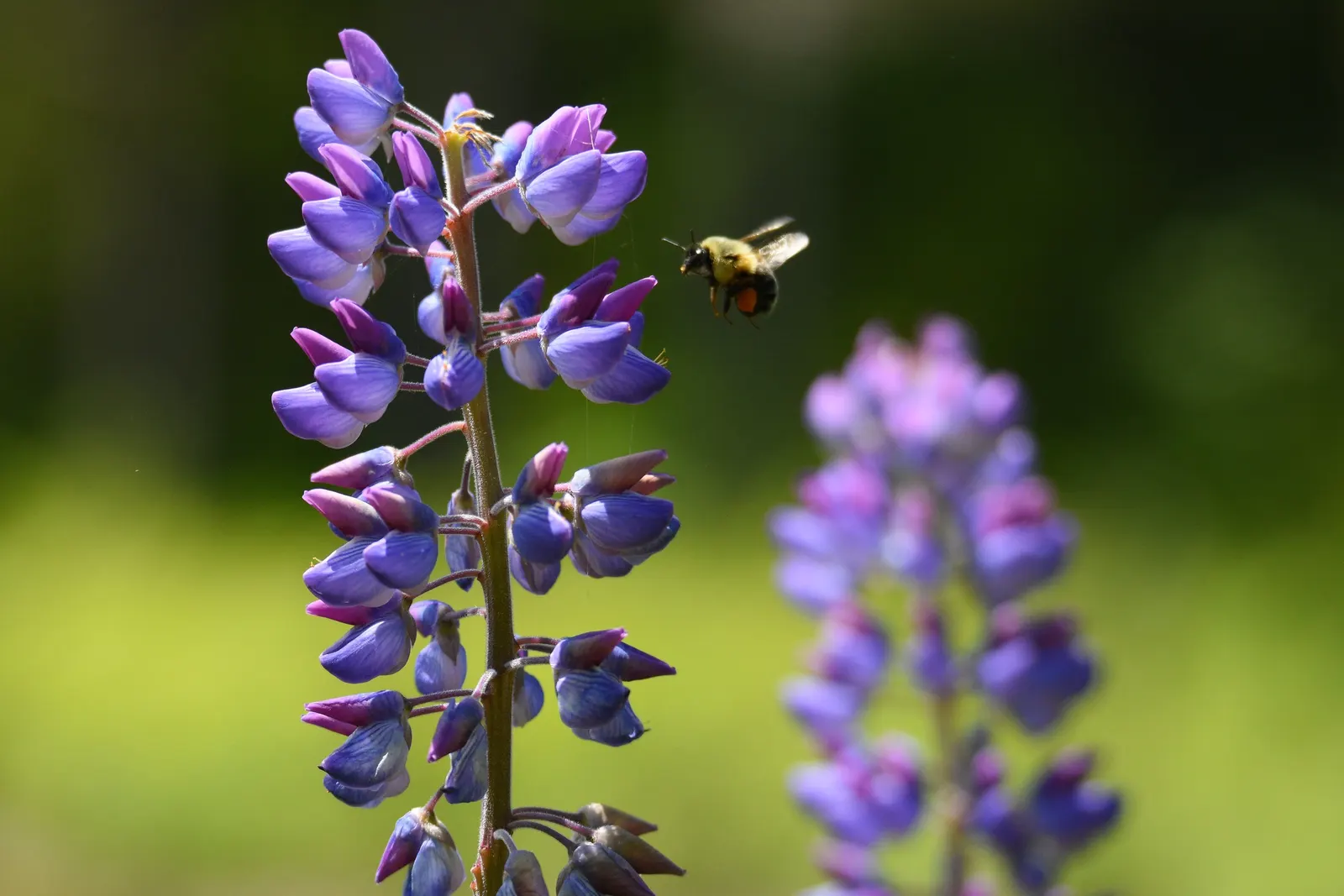 Wild Lupine (Lupinus Perennis) — Blooms appear from late spring to early summer; perennial with purple blooms
