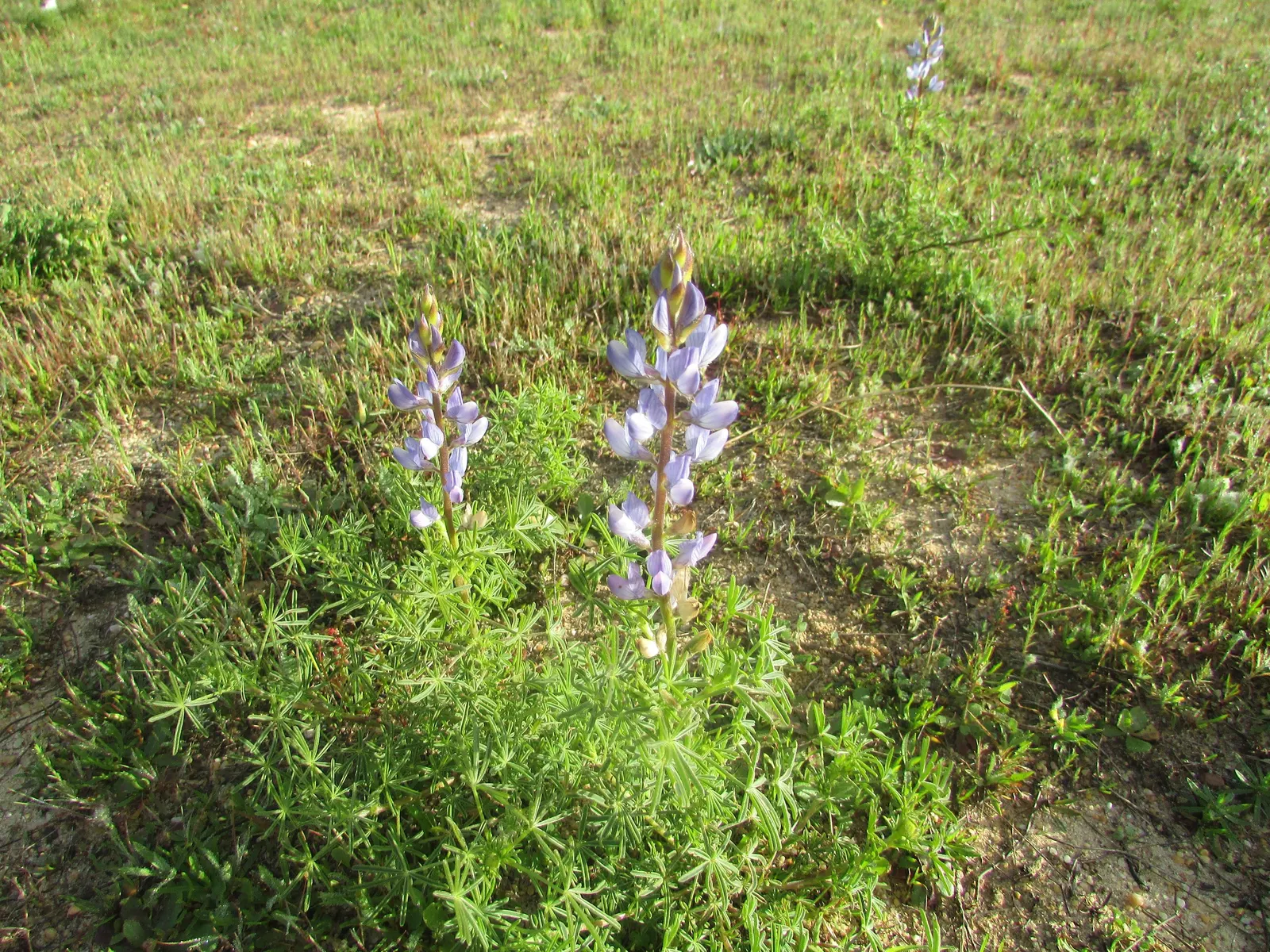 Wild Lupine (Lupinus Perennis) — Ideal for wildflower gardens, it attracts pollinators like bees and butterflies; while it is drought tolerant once, image 65