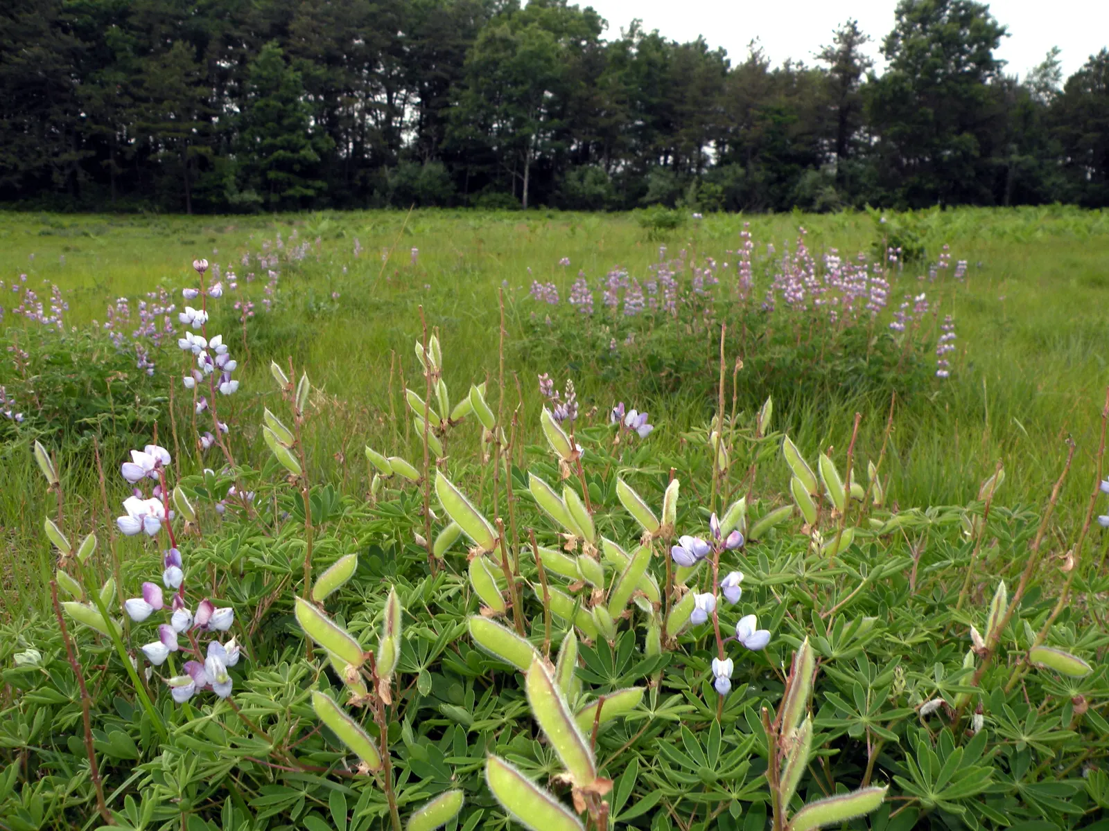 Wild Lupine (Lupinus Perennis) — scientifically termed Lupinus perennis; blooms appear from late spring to early summer, image 47