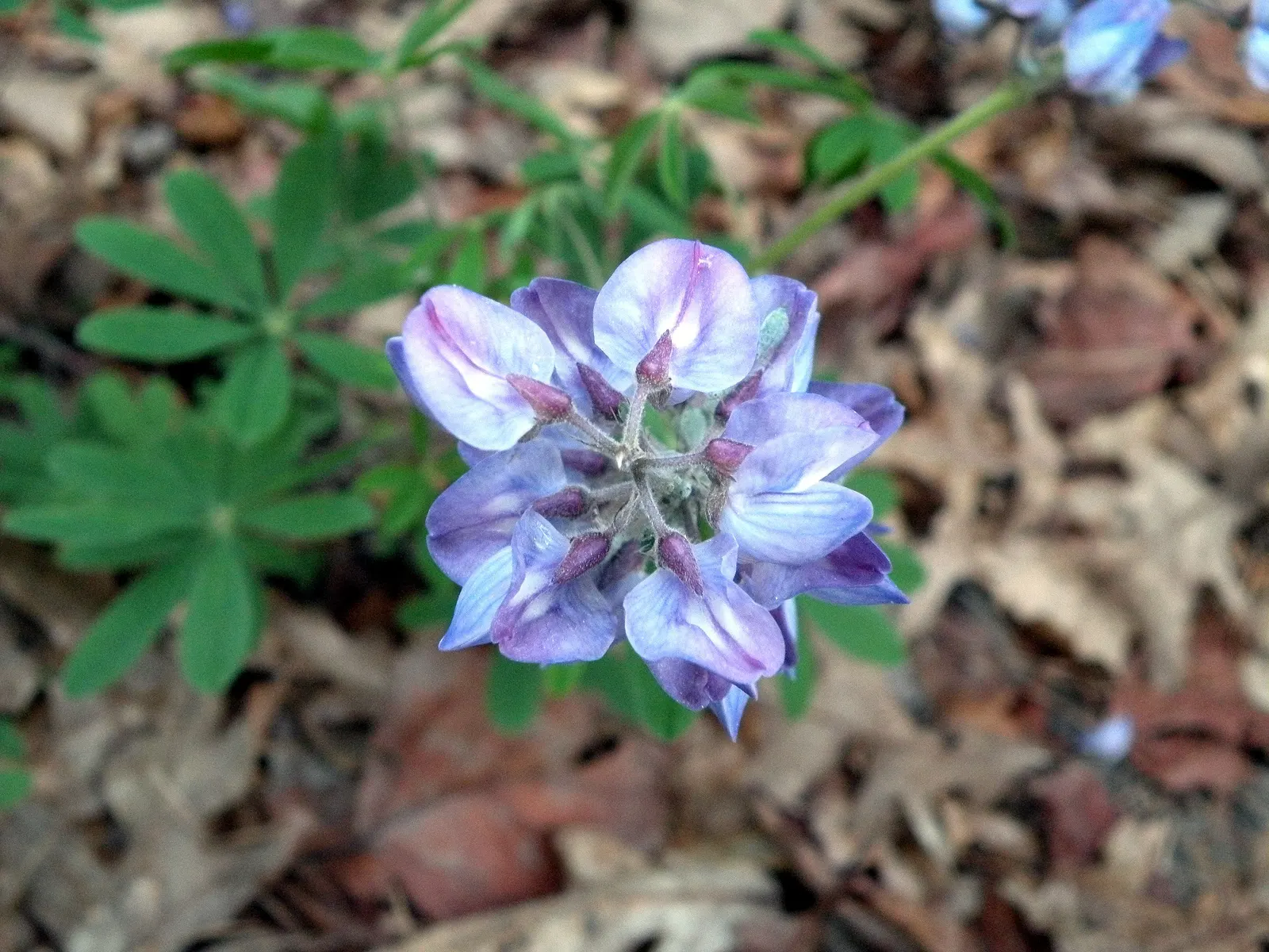 Wild Lupine (Lupinus Perennis) — so careful initial placement is a must