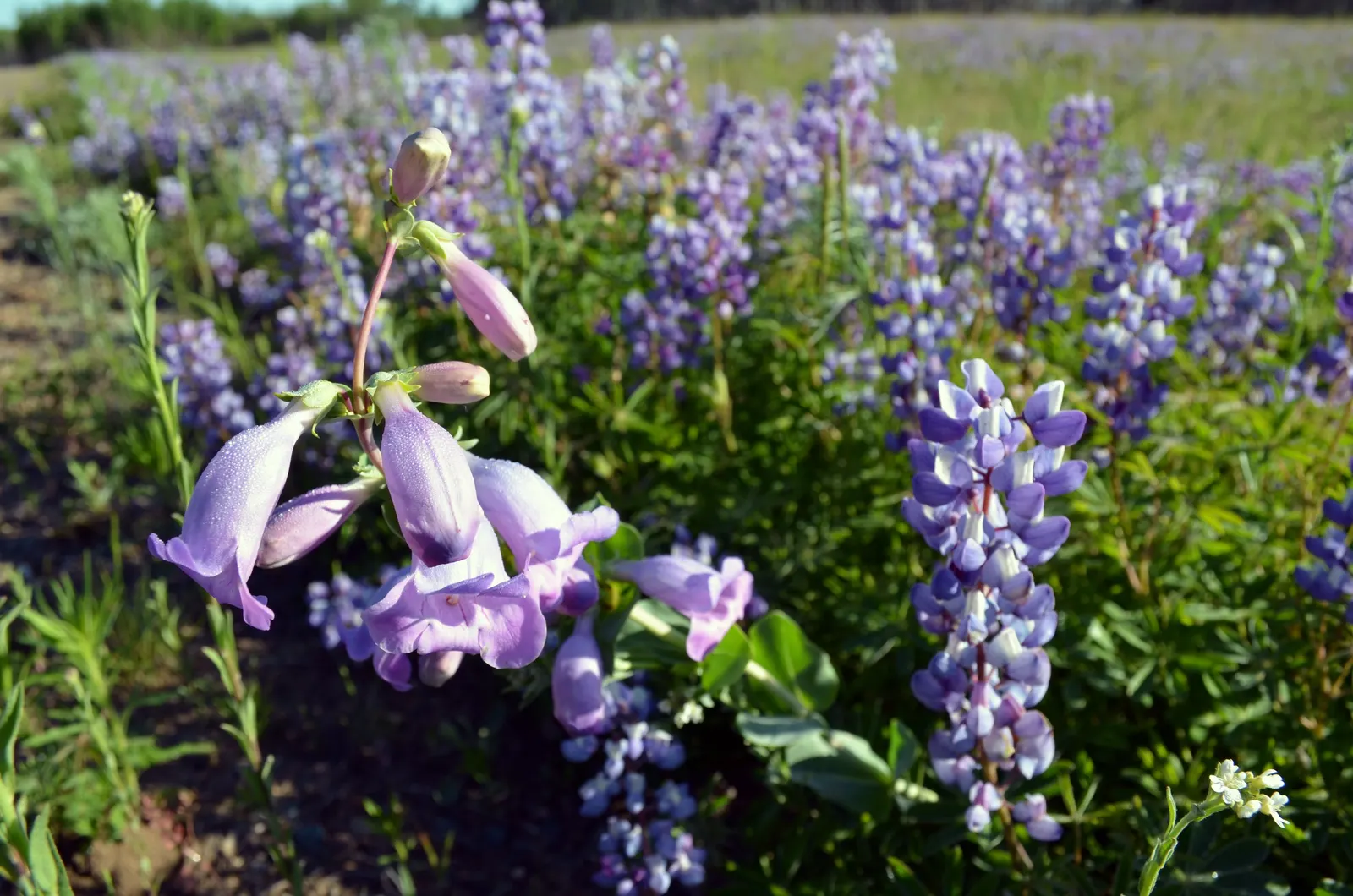 Wild Lupine (Lupinus Perennis) — The Wild Lupine (Lupinus perennis) is a perennial native boasting spires of vibrant blue to purple flowers; beneficial for
