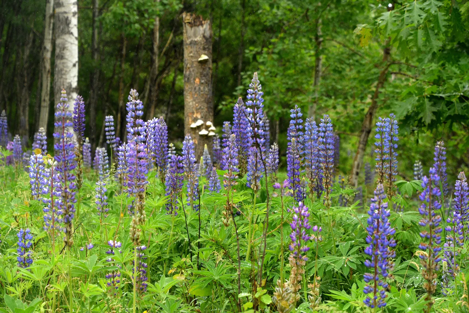 Wild Lupine (Lupinus Perennis) — Ideal for wildflower gardens, it attracts pollinators like bees and butterflies; while it is drought tolerant once, image 45