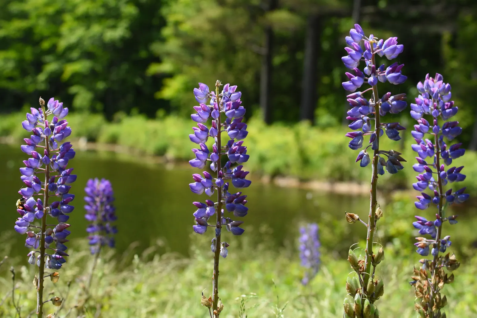 Wild Lupine (Lupinus Perennis) — Ideal for wildflower gardens, it attracts pollinators like bees and butterflies; while it is drought tolerant once, image 105