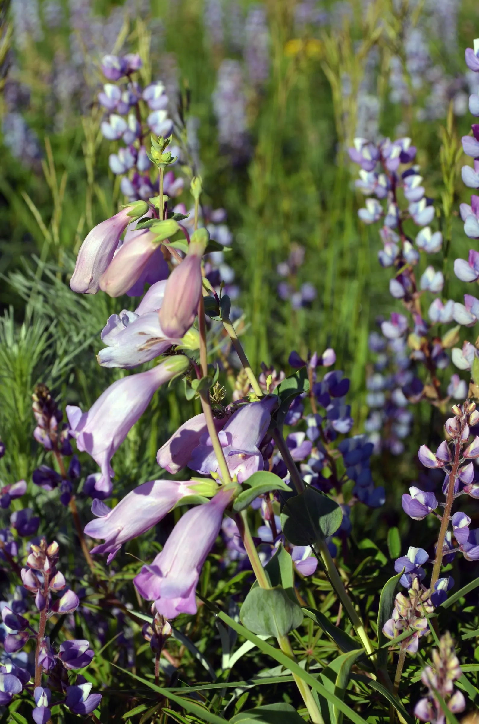 Wild Lupine (Lupinus Perennis) — Wild Lupine prefers full sun to partial shade; scientifically termed Lupinus perennis