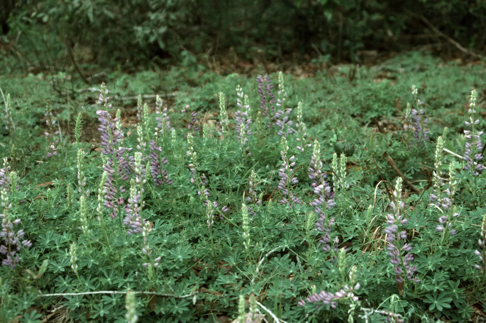 Wild Lupine (Lupinus Perennis) — This sun-loving legume prefers well-drained; purple flowers in the garden, image 43