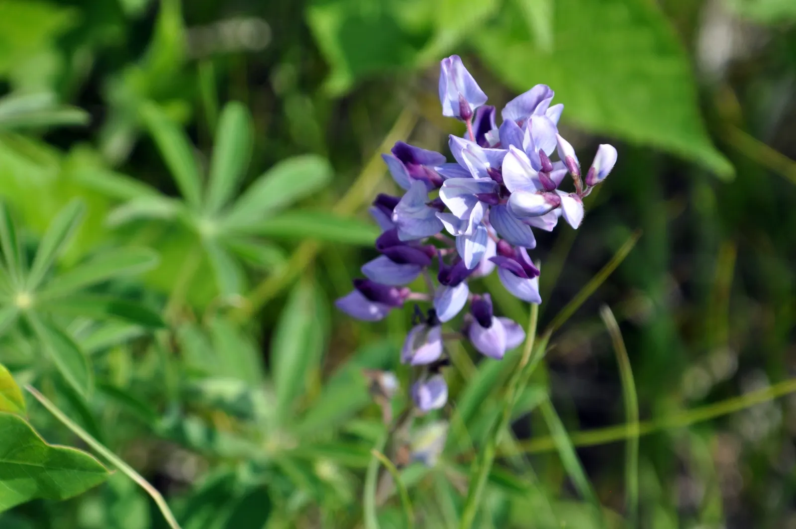 Wild Lupine (Lupinus Perennis) — Blooms appear from late spring to early summer; perennial with purple blooms, image 66