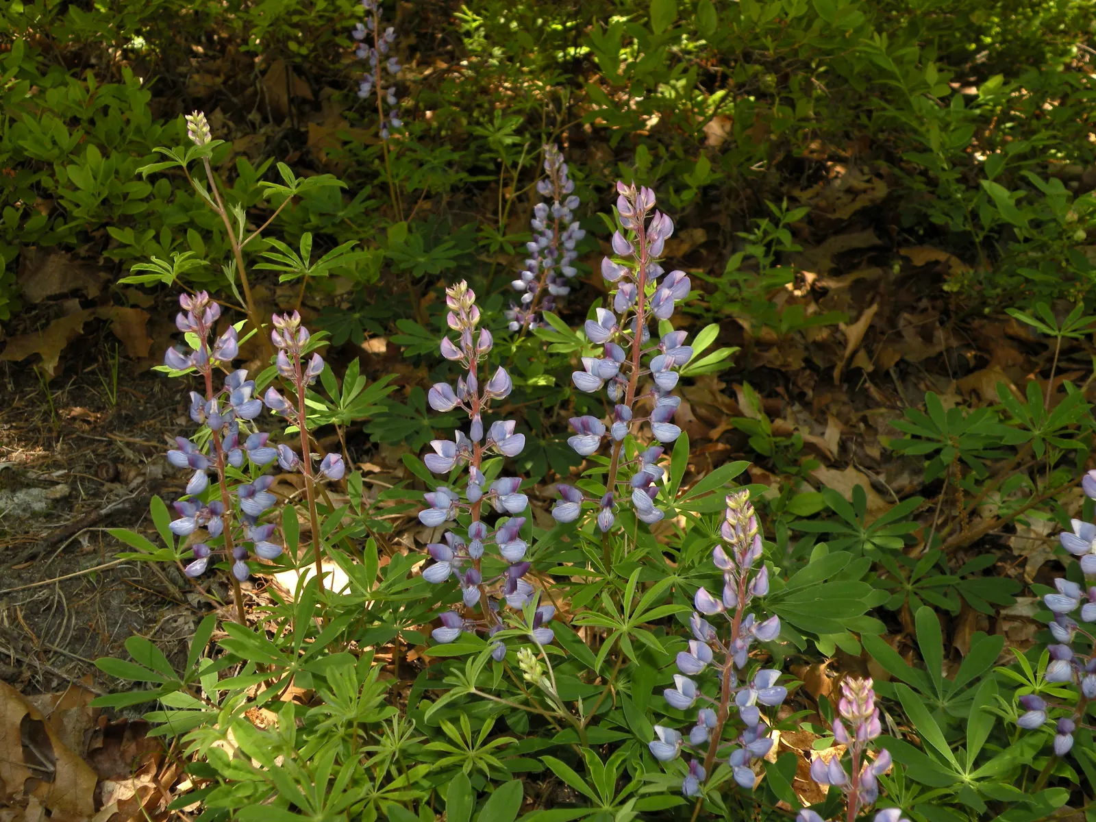 Wild Lupine (Lupinus Perennis) — scientifically termed Lupinus perennis; blooms appear from late spring to early summer