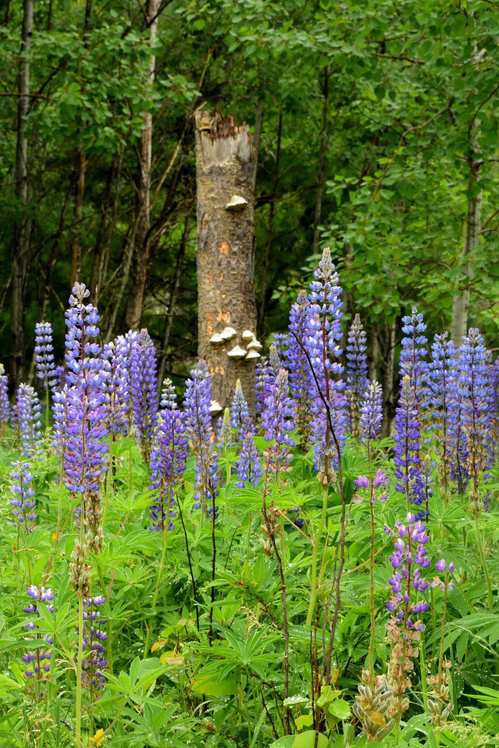 Wild Lupine (Lupinus Perennis) — perennial with purple blooms