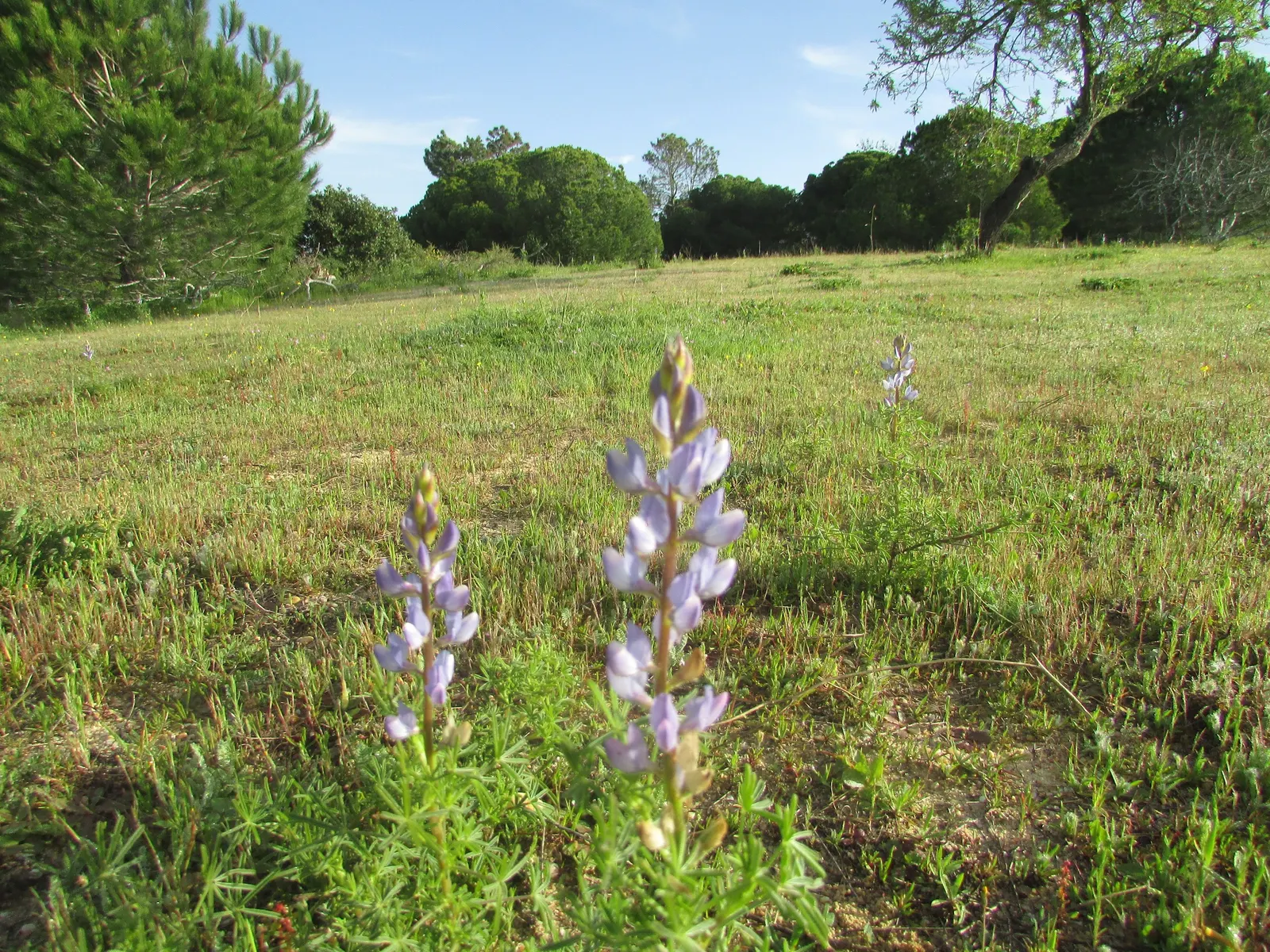 Wild Lupine (Lupinus Perennis) — its caterpillars feed exclusively on the leaves of Wild Lupine; as a native North American plant, image 53