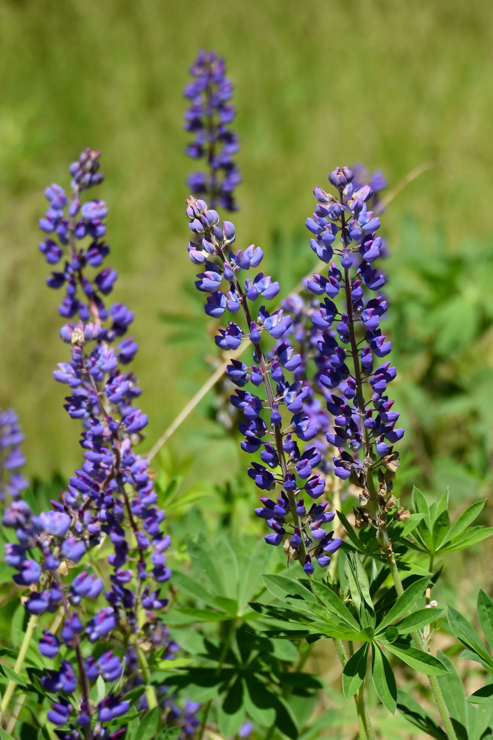 Wild Lupine (Lupinus Perennis) — its caterpillars feed exclusively on the leaves of Wild Lupine; as a native North American plant, image 93