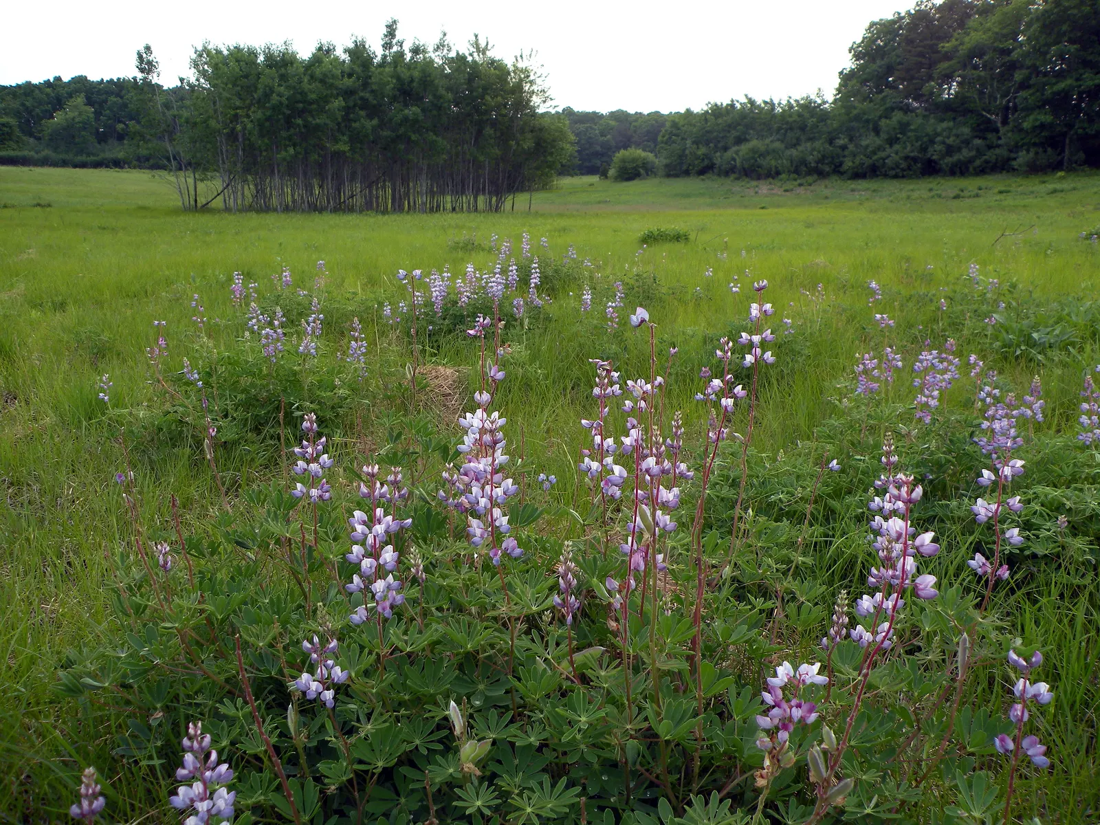 Wild Lupine (Lupinus Perennis) — so careful initial placement is a must; its deep taproot system allows it to tolerate poor soils and also makes it less