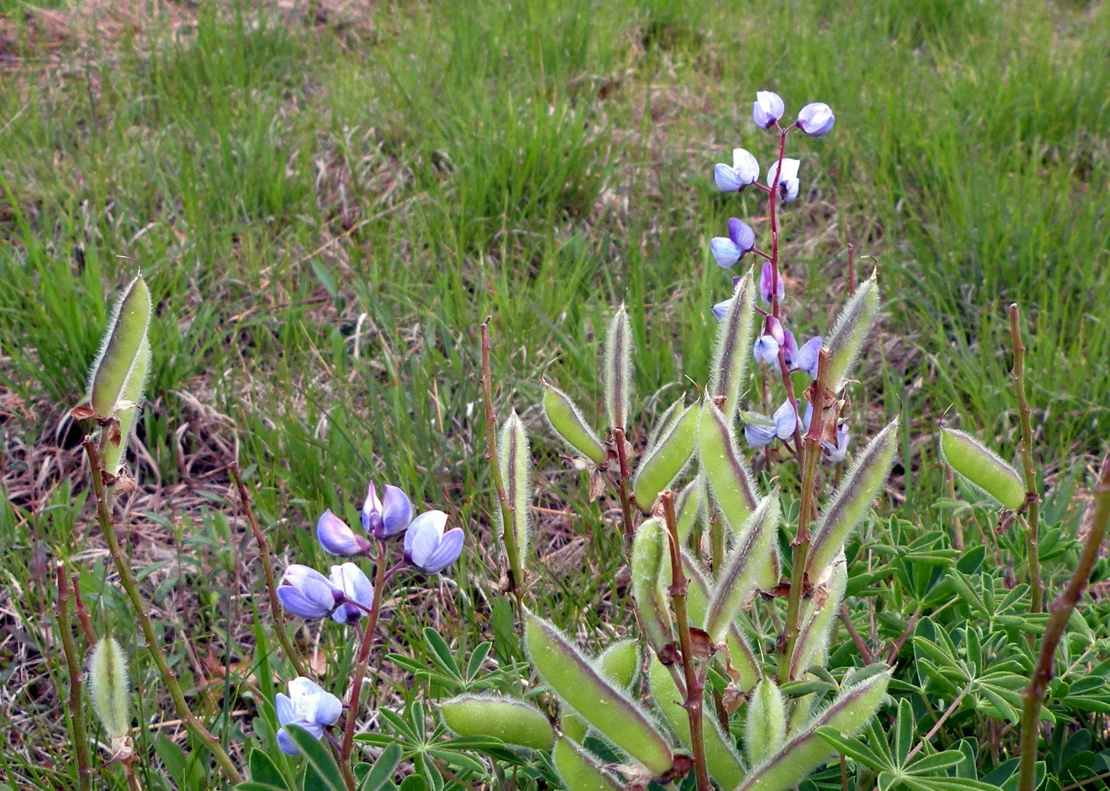 Wild Lupine (Lupinus Perennis) — beneficial for restoration projects; ideal for wildflower gardens, it attracts pollinators like bees and, image 44