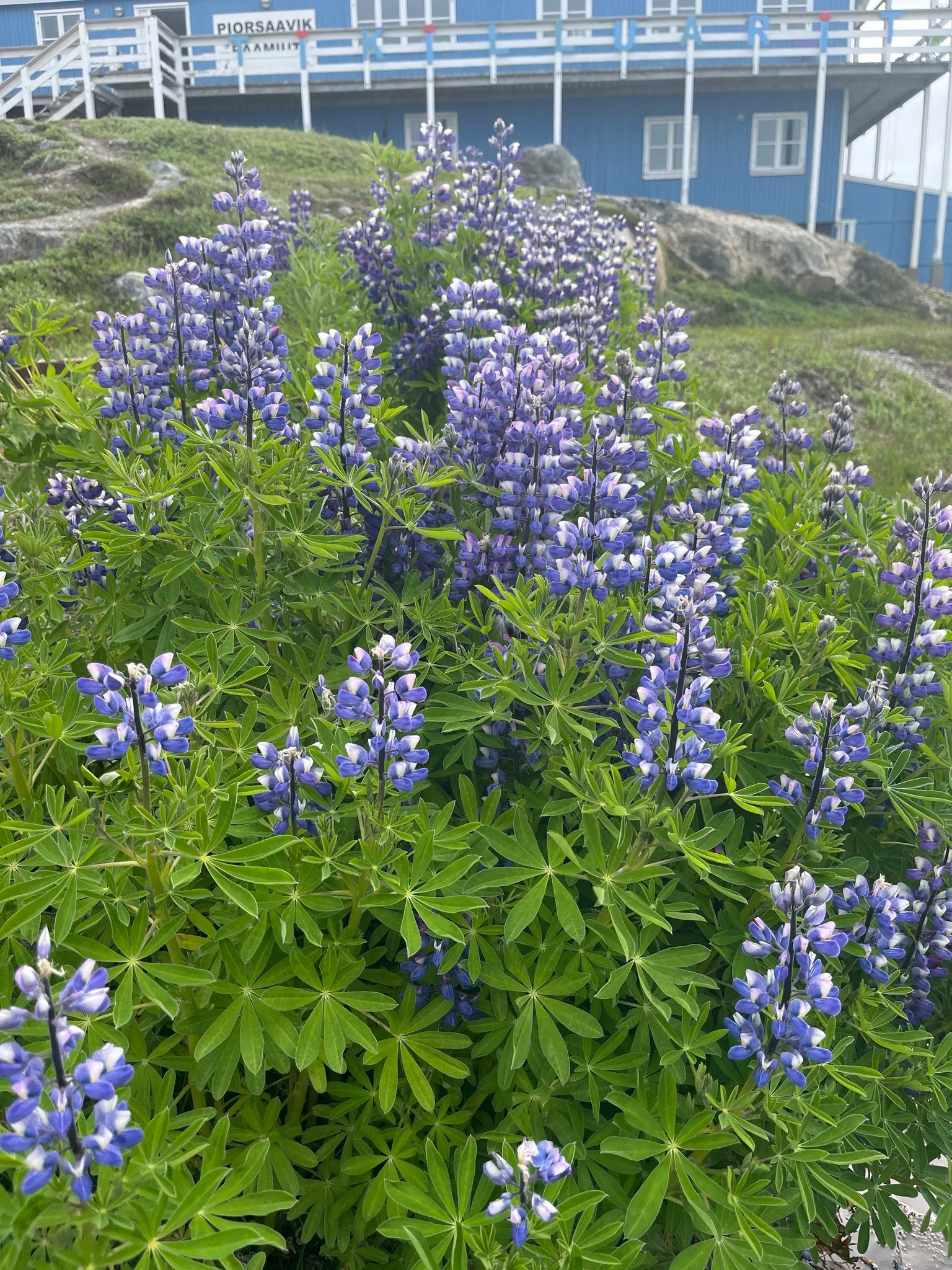 Wild Lupine (Lupinus Perennis) — This sun-loving legume prefers well-drained; purple flowers in the garden, image 83