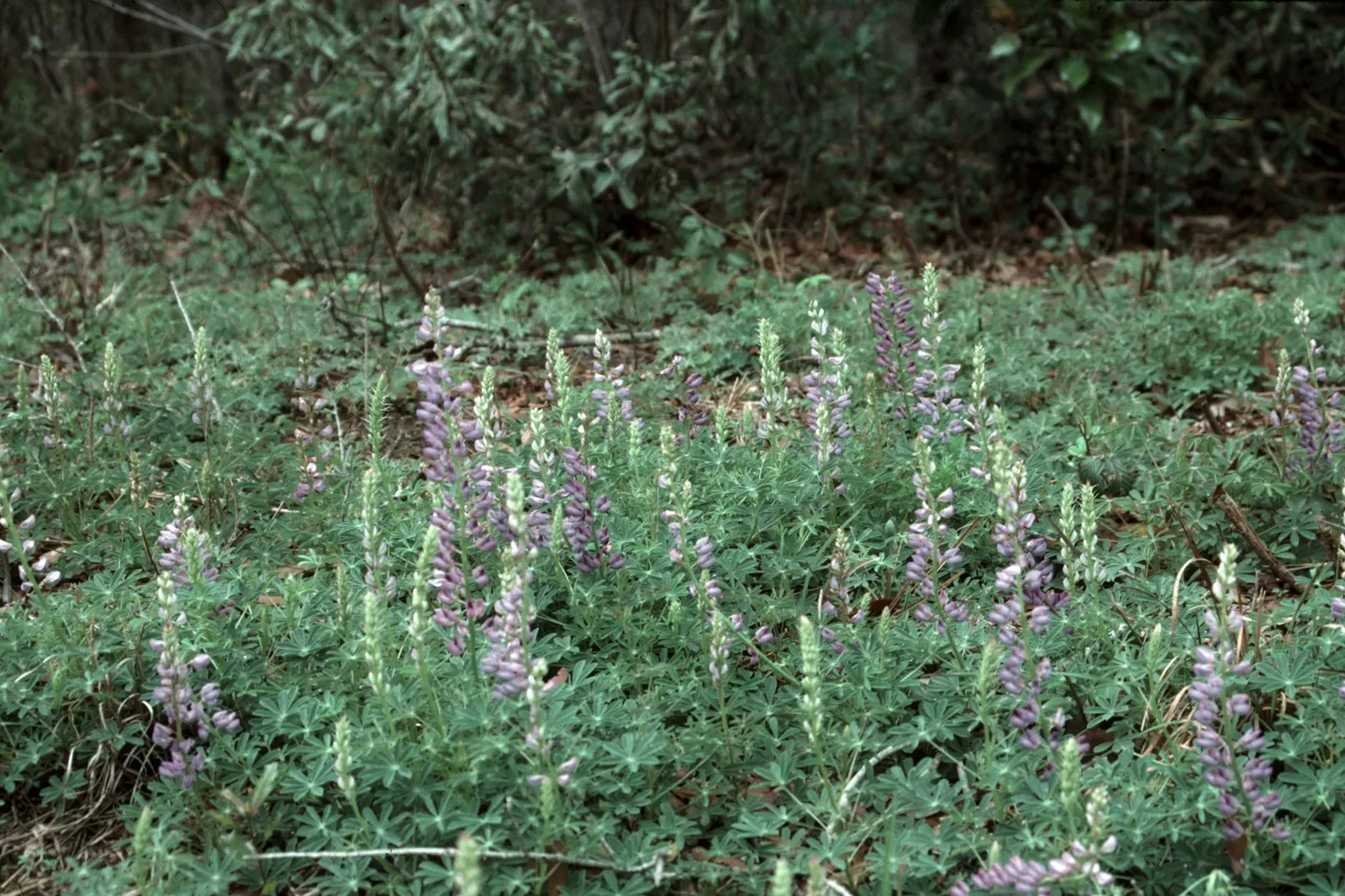 Wild Lupine (Lupinus Perennis) — Adding a layer of mulch around the base can help keep the soil moist and cool; it thrives in USDA Zones 3 to 8, reaching 1 to