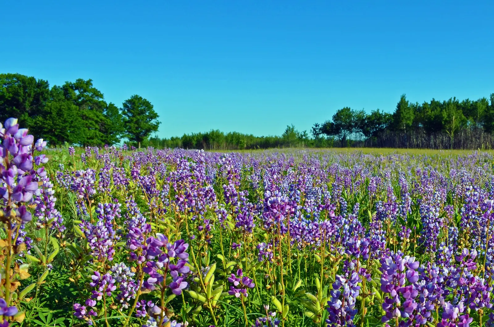 Wild Lupine (Lupinus Perennis) — Lupinus perennis features palmate leaves composed of 8 to 10 leaflets radiating from a central point; perennial, image 89