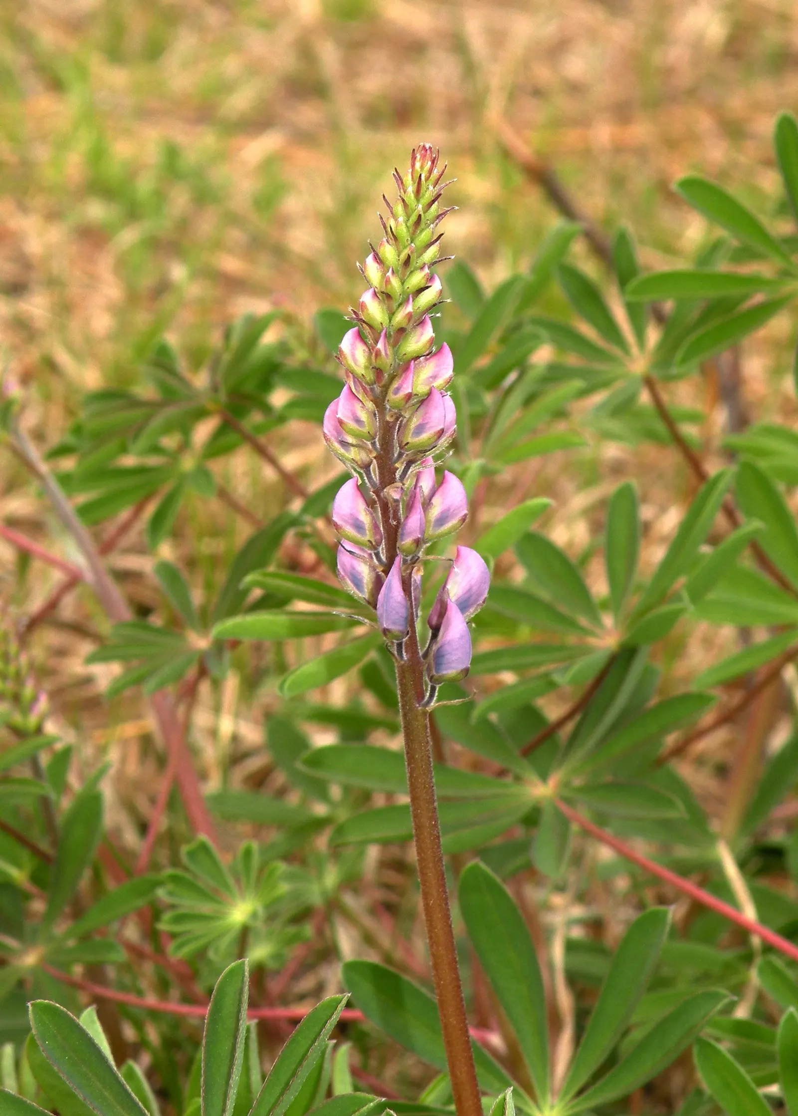 Wild Lupine (Lupinus Perennis) — The Wild Lupine (Lupinus perennis) is a perennial native boasting spires of vibrant blue to purple flowers