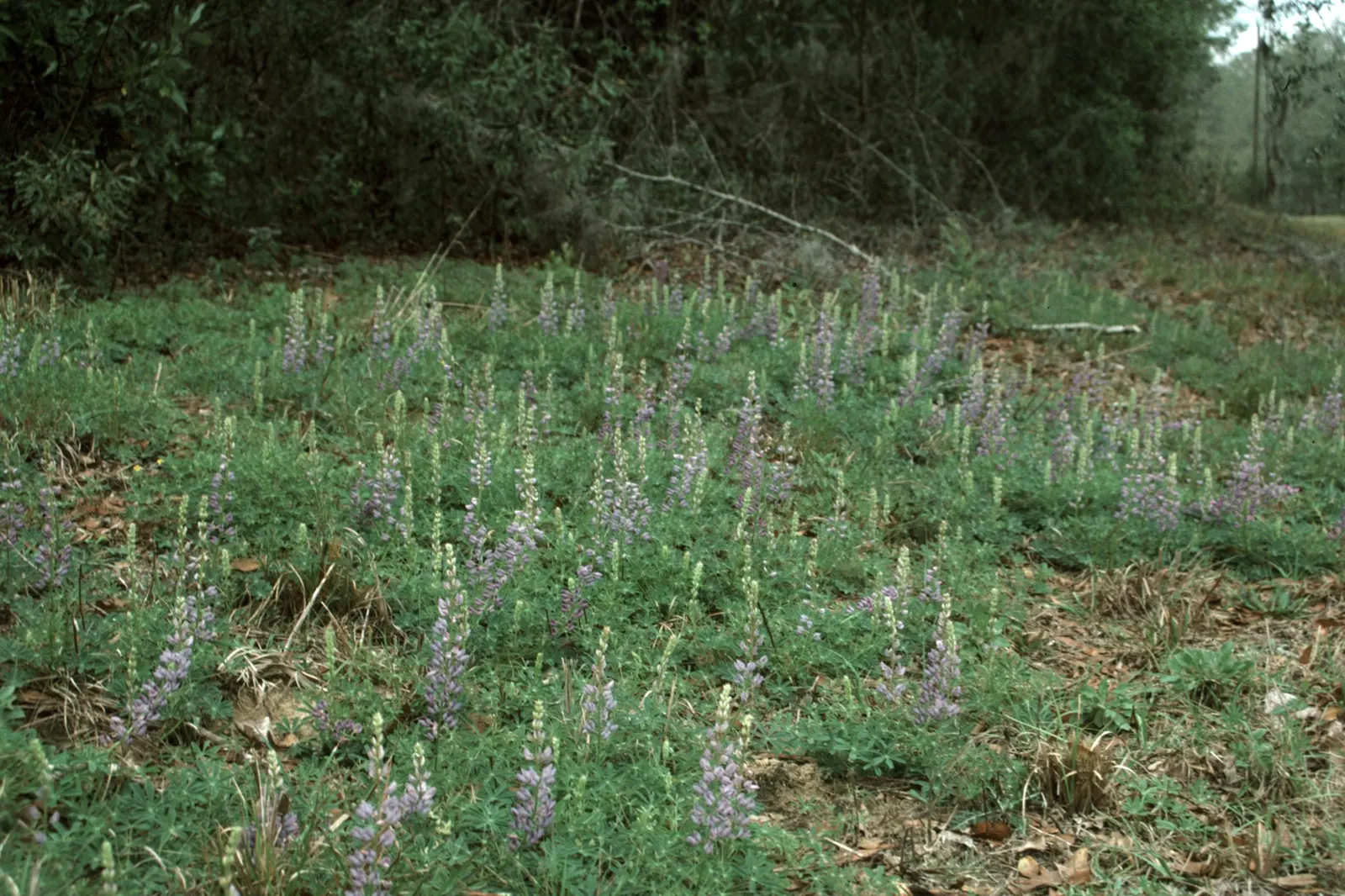 Wild Lupine (Lupinus Perennis) — beneficial for restoration projects; ideal for wildflower gardens, it attracts pollinators like bees and, image 104