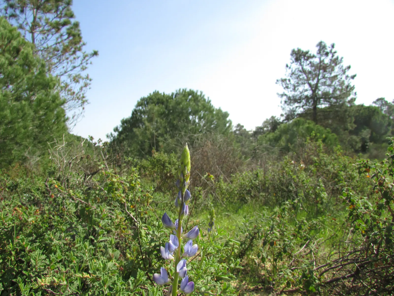 Wild Lupine (Lupinus Perennis) — perennial with purple blooms; wild Lupine prefers full sun to partial shade, image 79