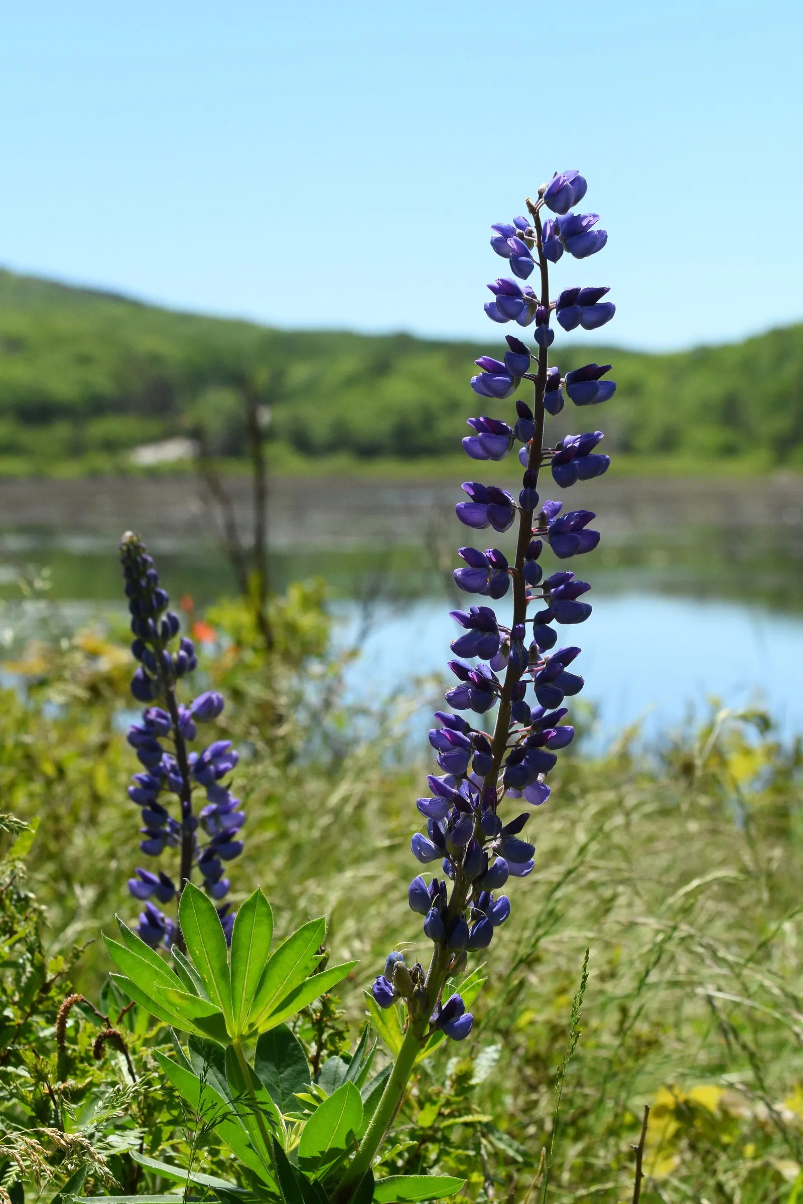 Wild Lupine (Lupinus Perennis) — purple flowers in the garden; this sun-loving legume prefers well-drained, image 78