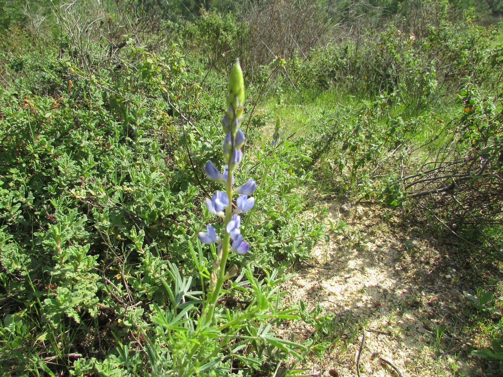Wild Lupine (Lupinus Perennis) — so careful initial placement is a must; its deep taproot system allows it to tolerate poor soils and also makes it, image 57